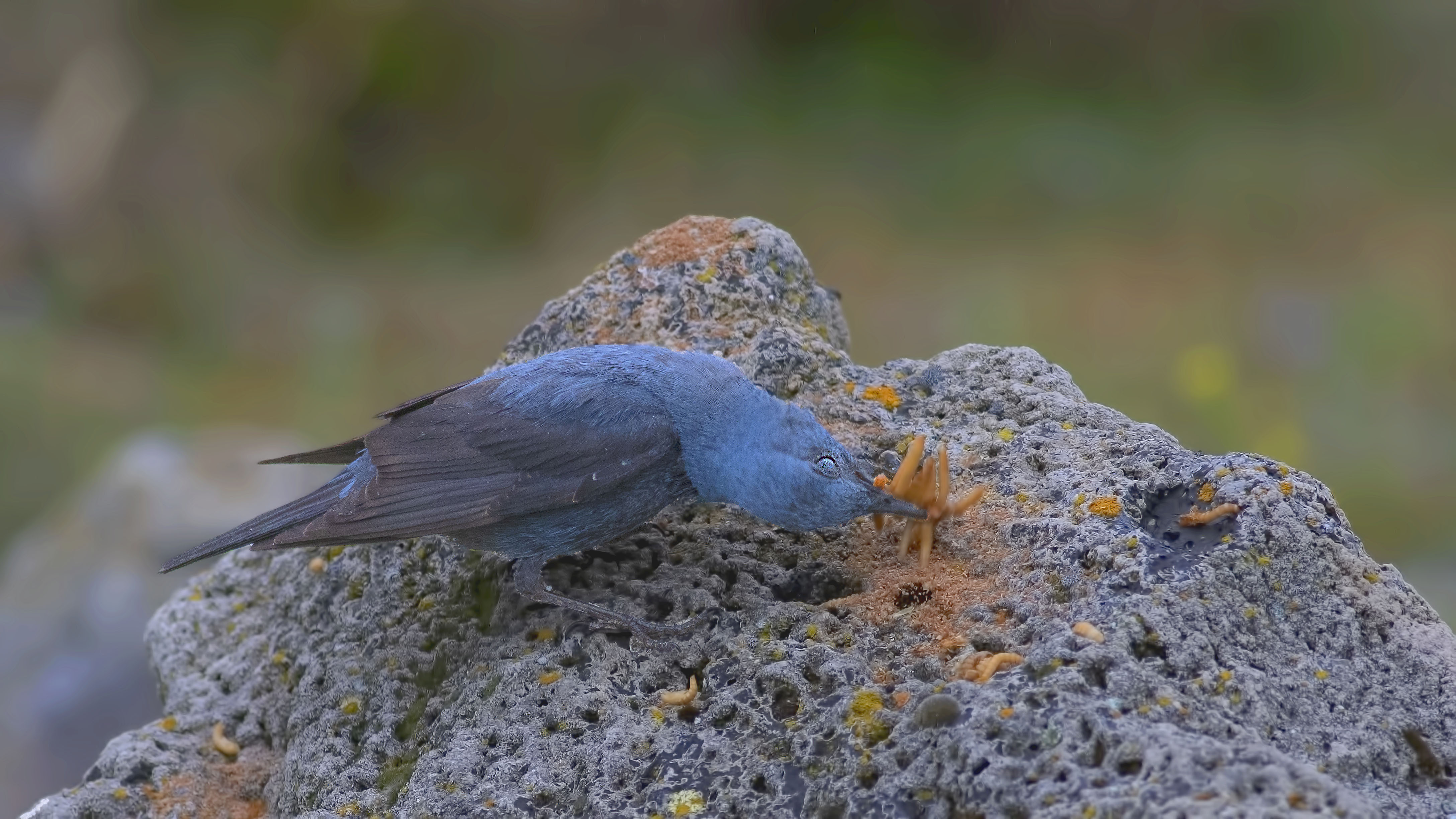 Blue Rock-Thrush — Ana fotoğraf