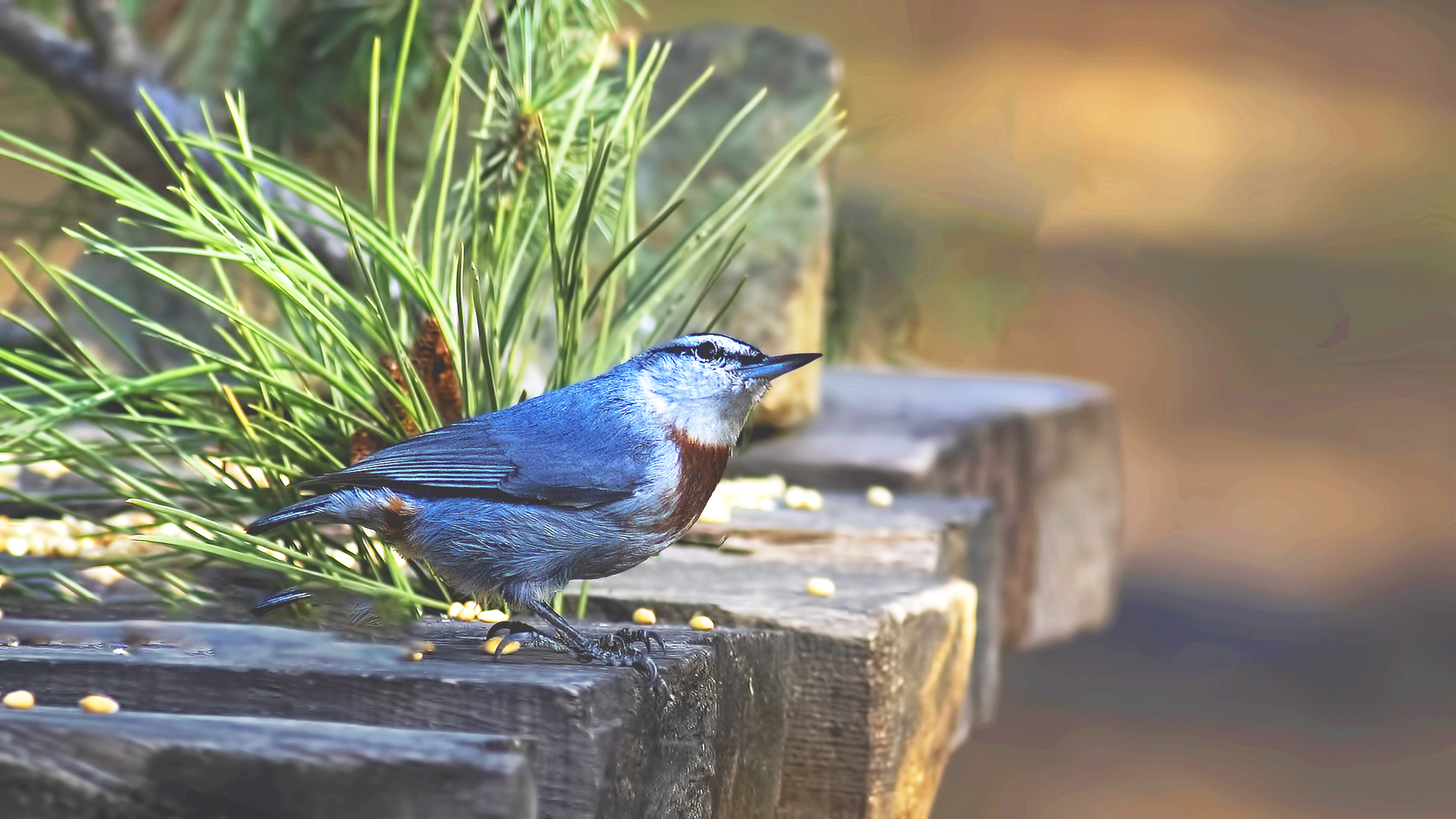 Krüper's Nuthatch