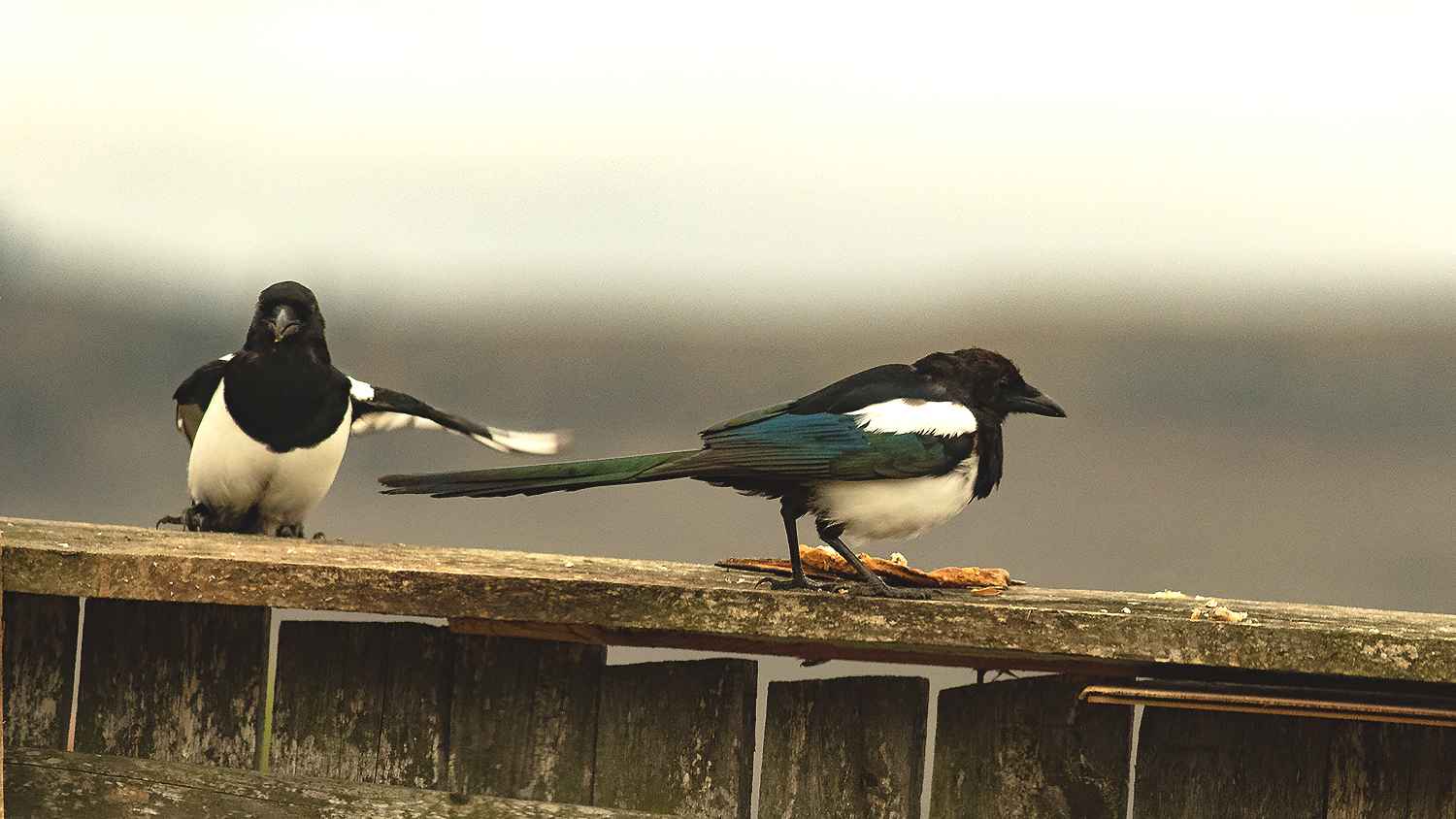 Eurasian Magpie
