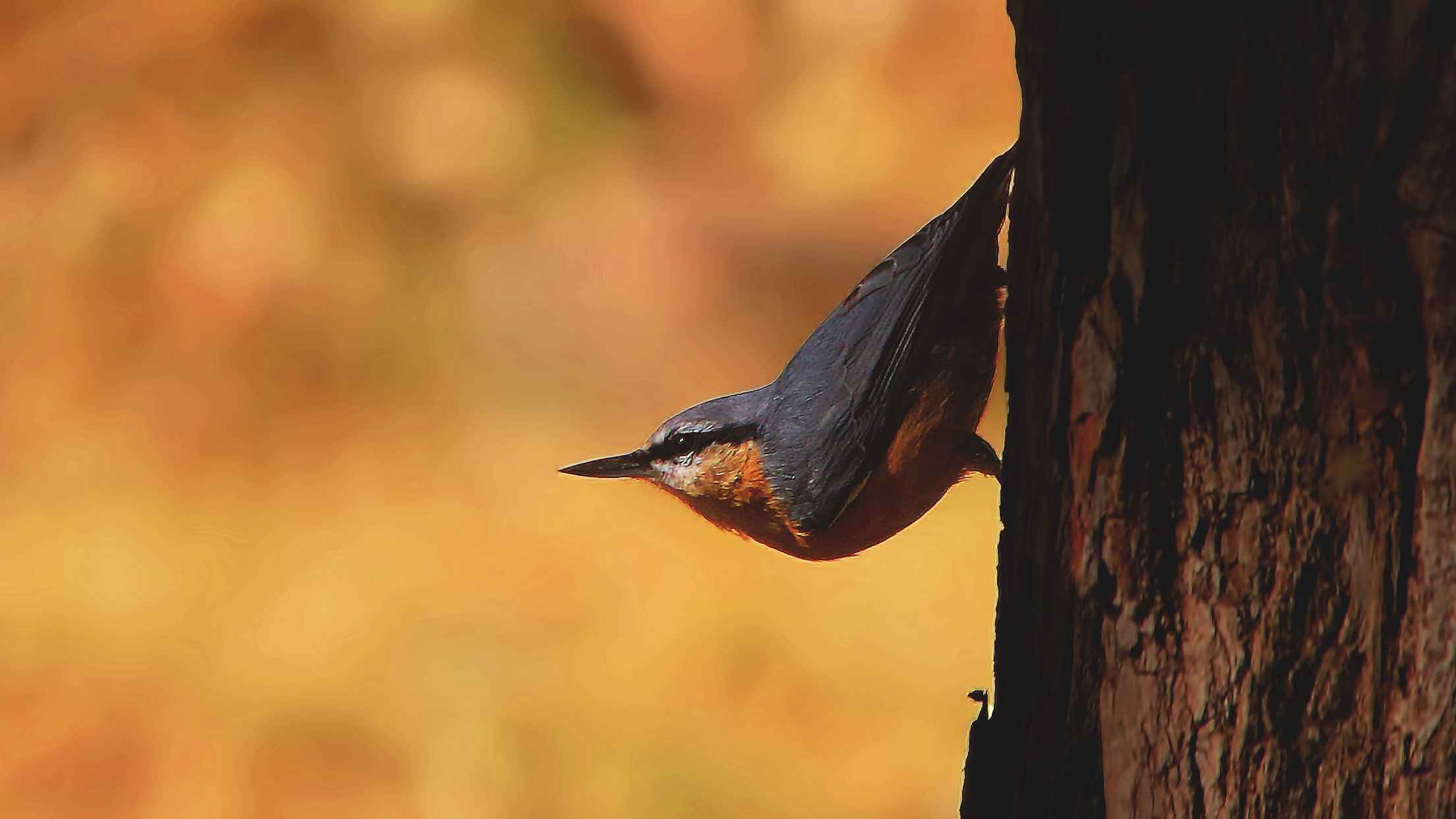Eurasian Nuthatch