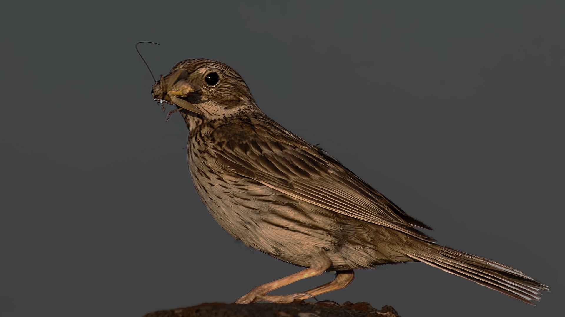 Corn Bunting