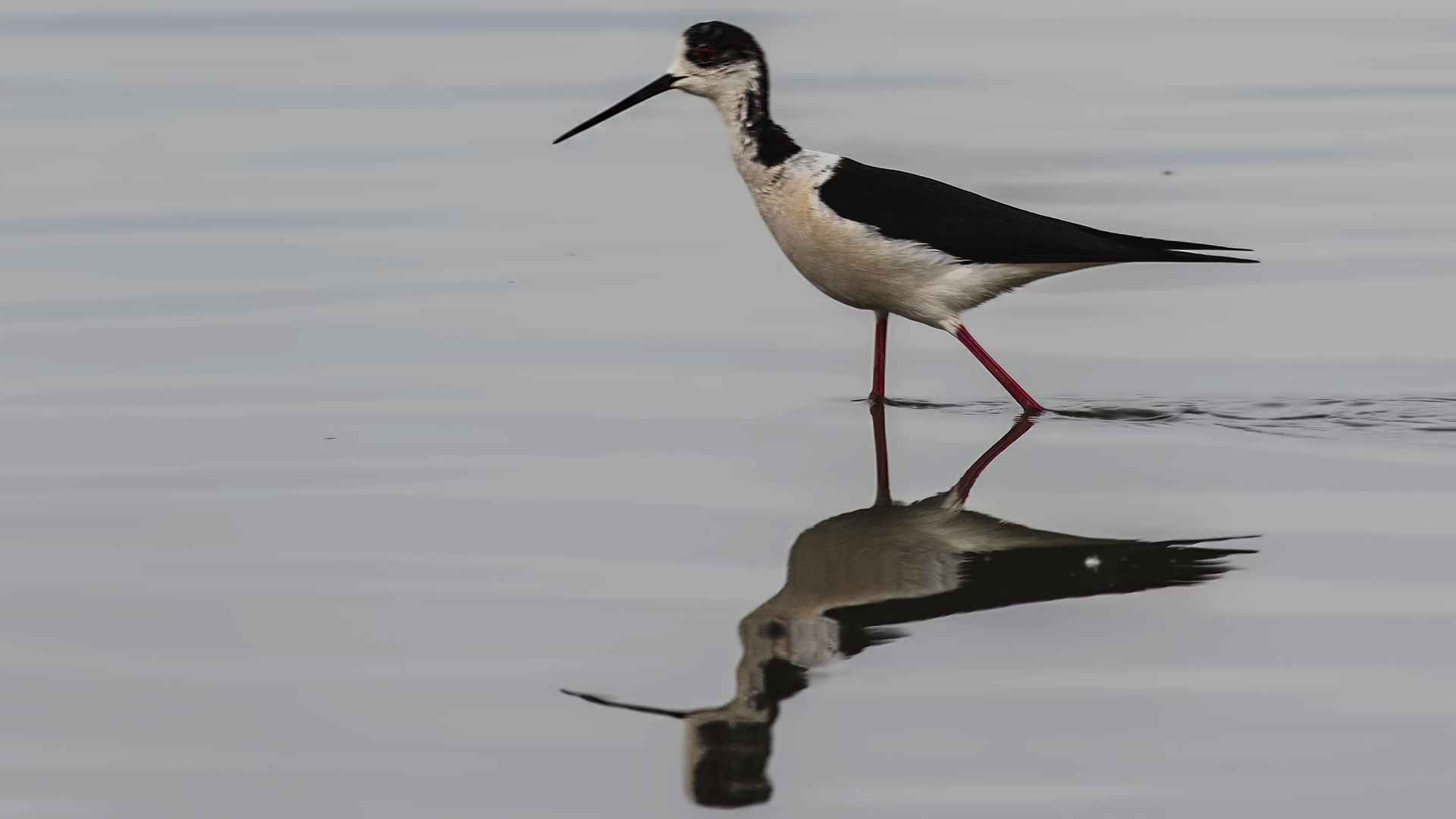 Black-winged Stilt