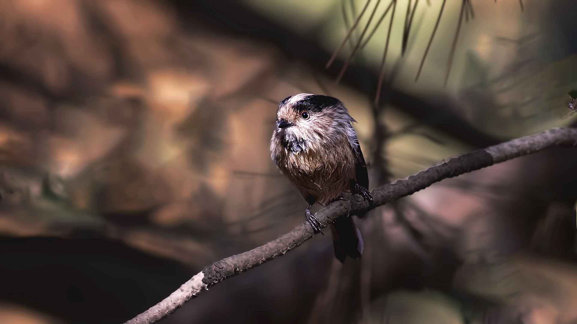 Long-tailed Tit