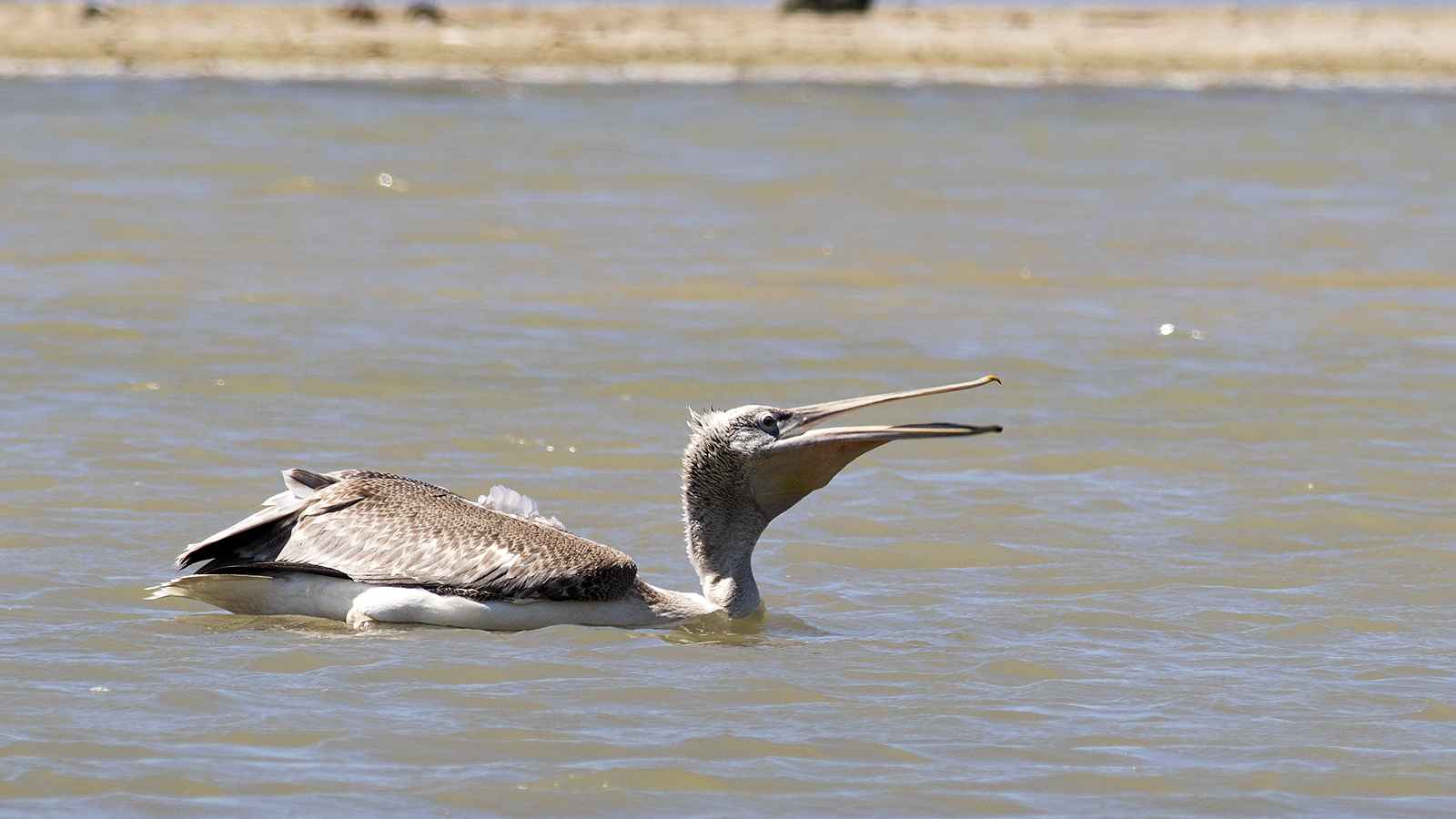 Dalmatian Pelican
