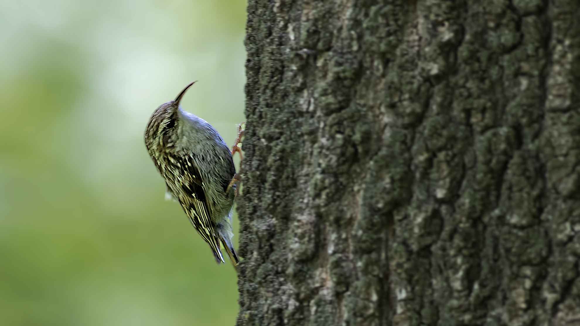 Short-toed Treecreeper