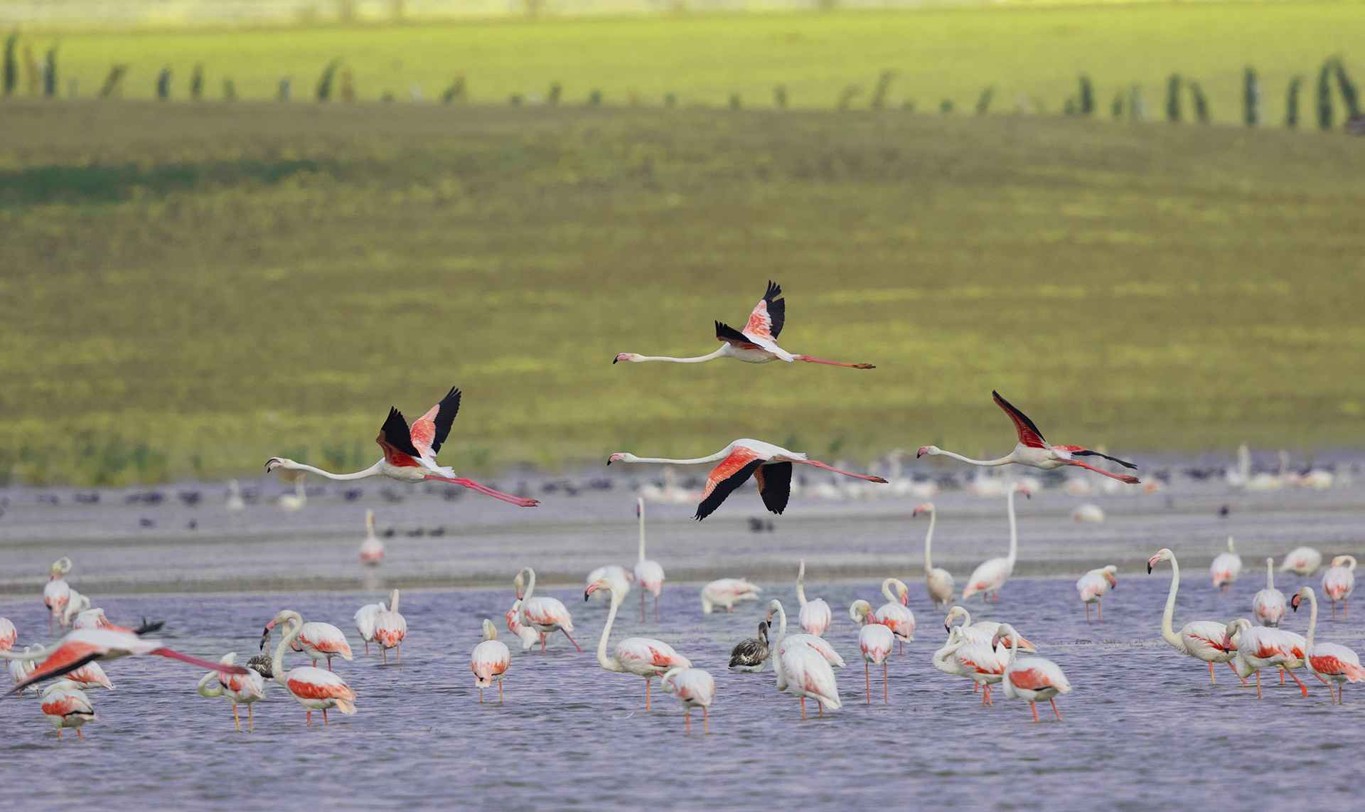Flamingo