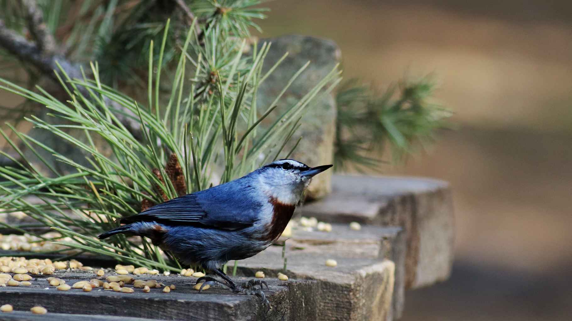 Krüper's Nuthatch