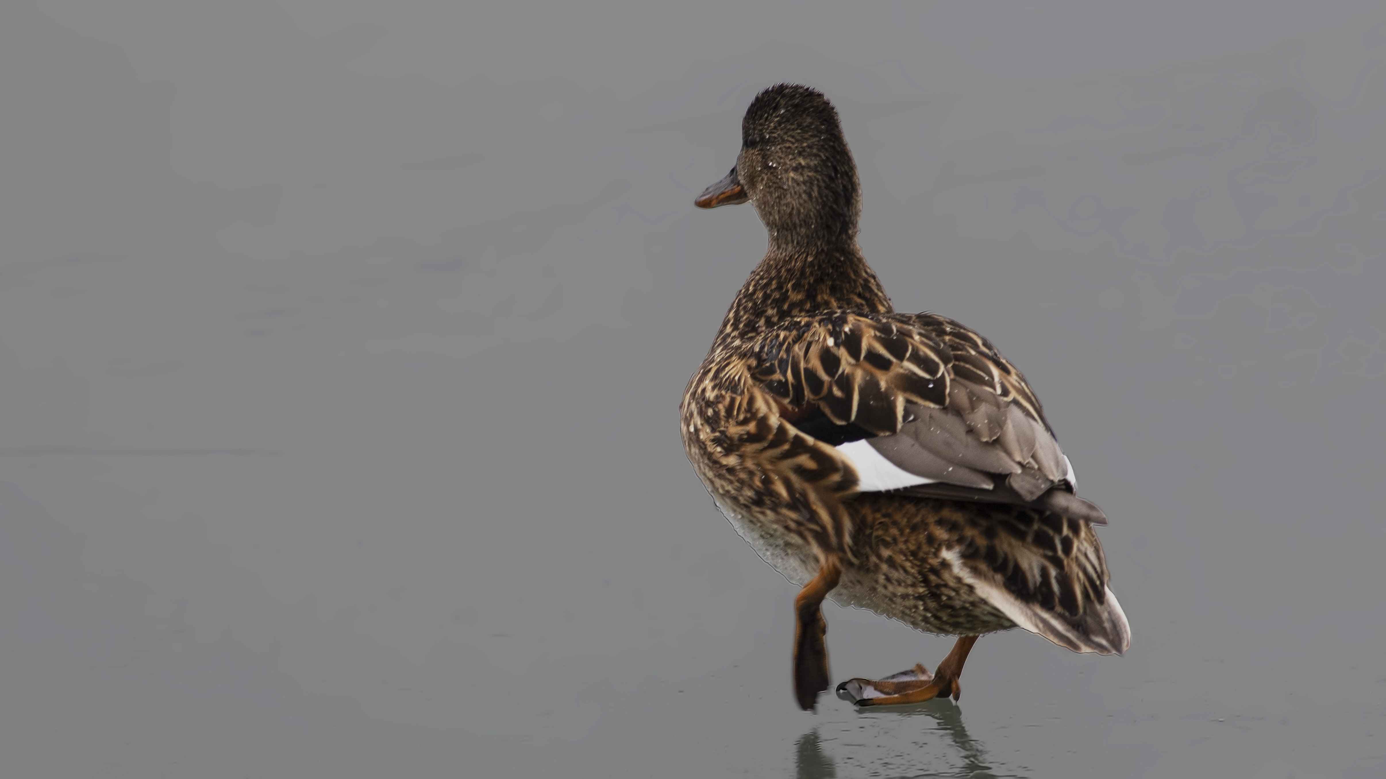 Gadwall