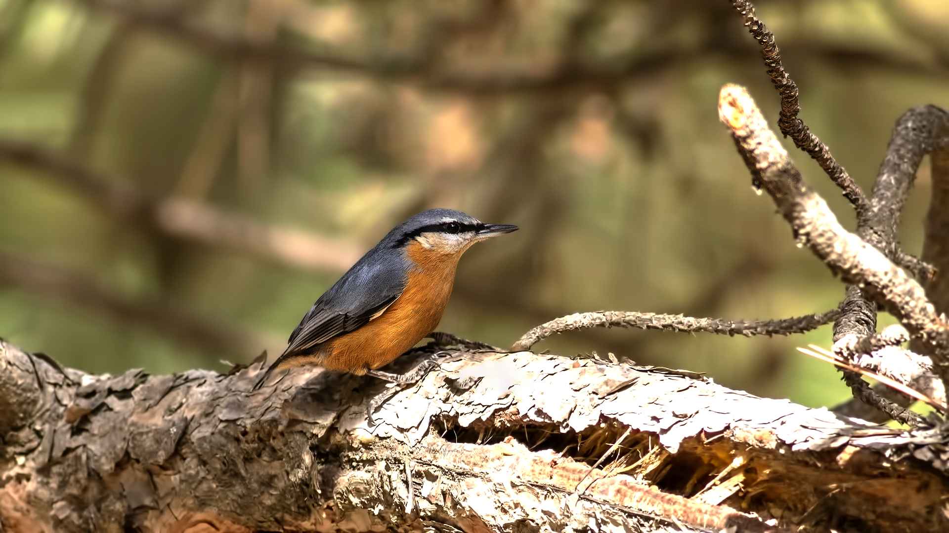 Eurasian Nuthatch