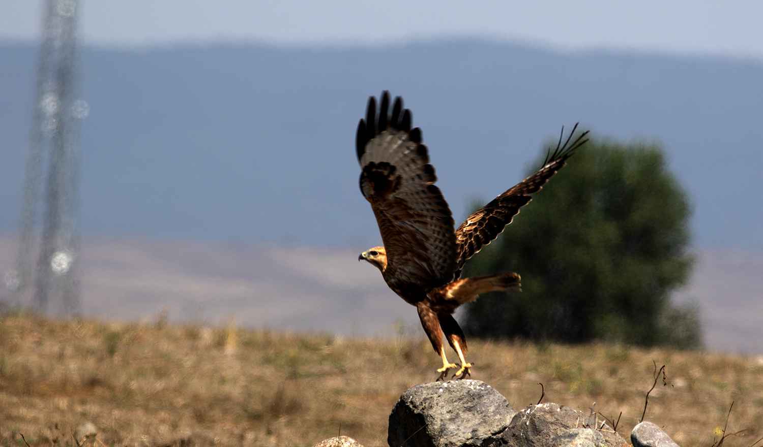 Kızıl şahin