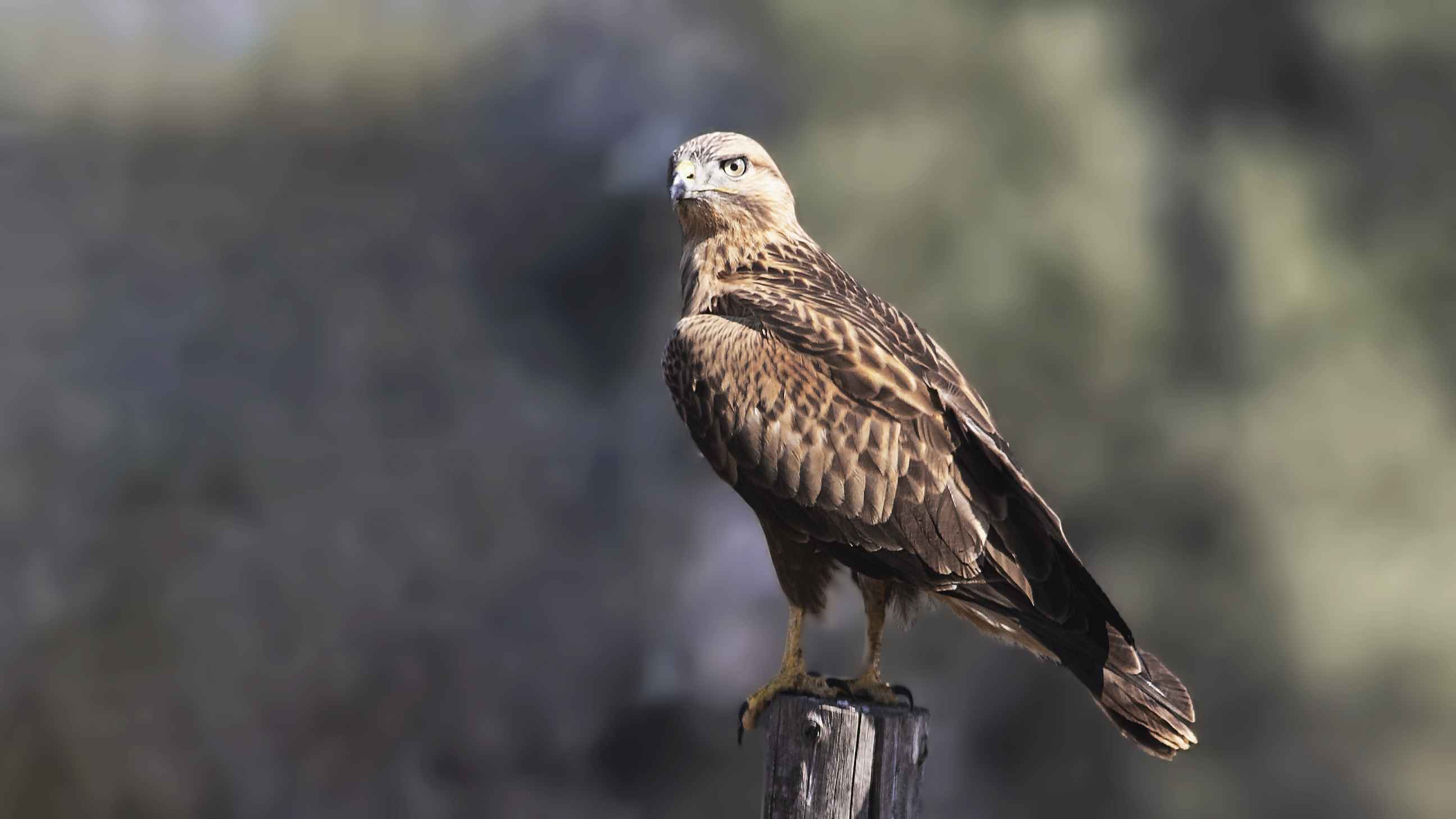 Kızıl şahin