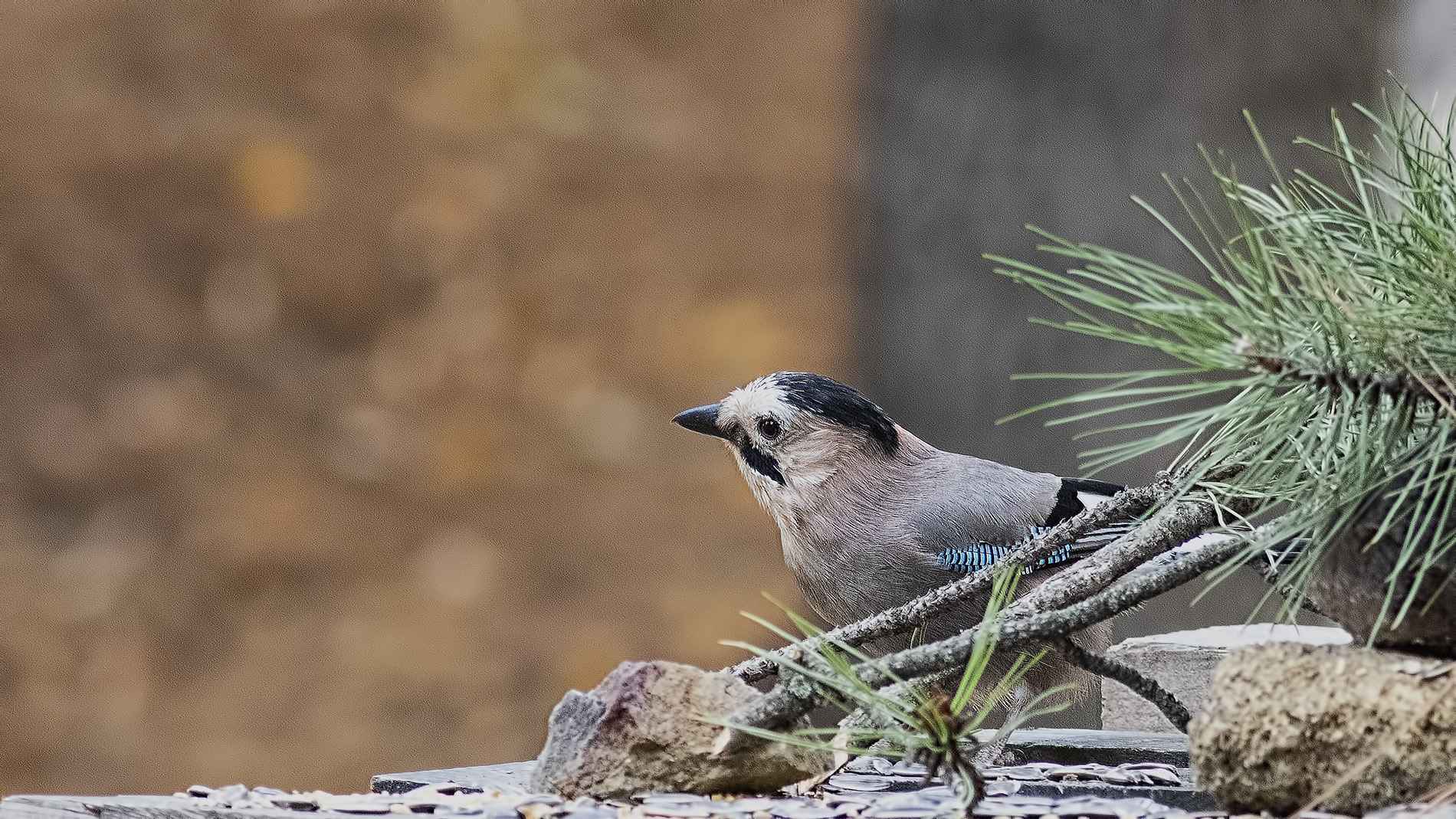 Eurasian Jay