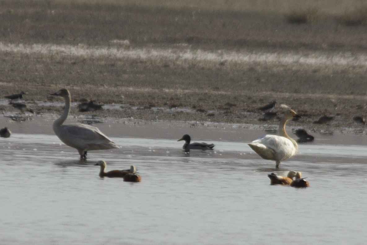 Tundra Swan