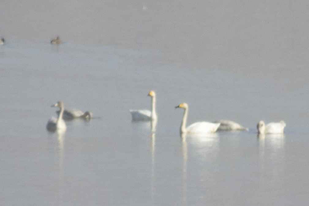 Whooper Swan