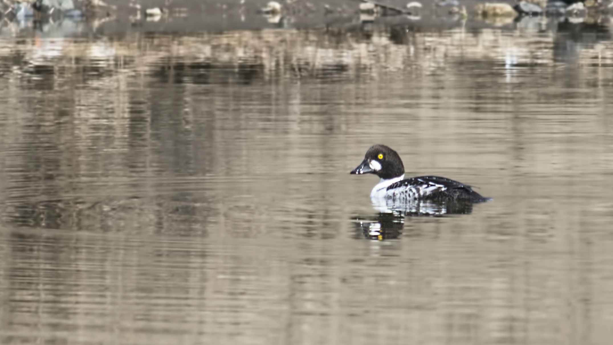 Common Goldeneye