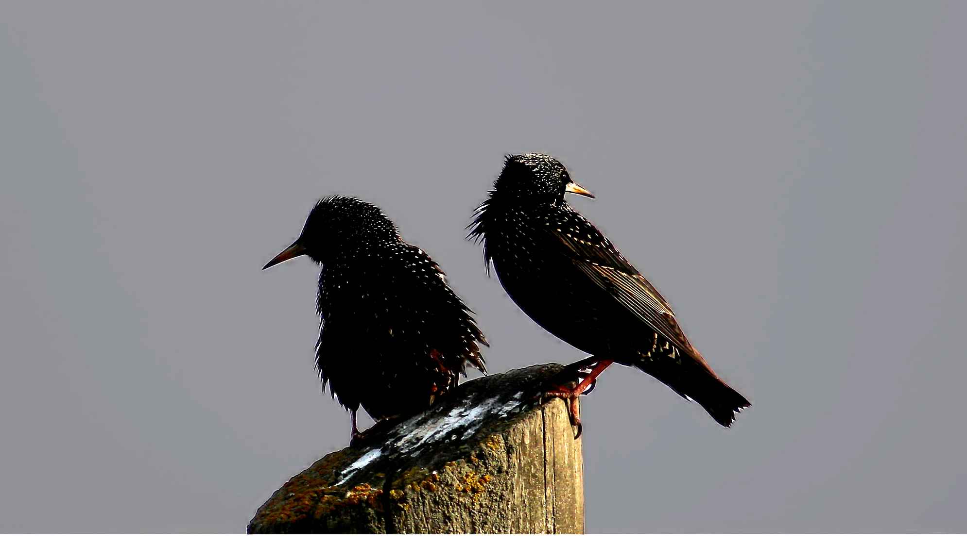 European Starling