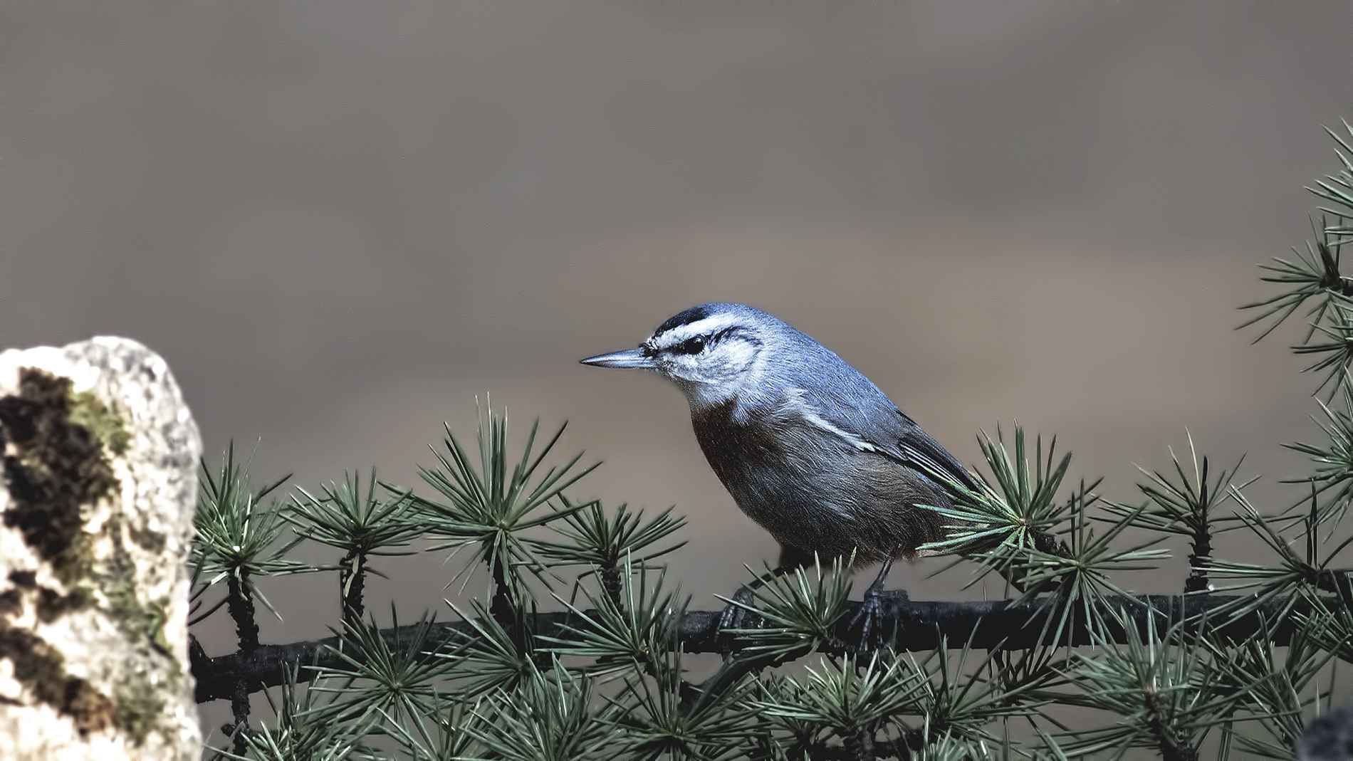 Krüper's Nuthatch