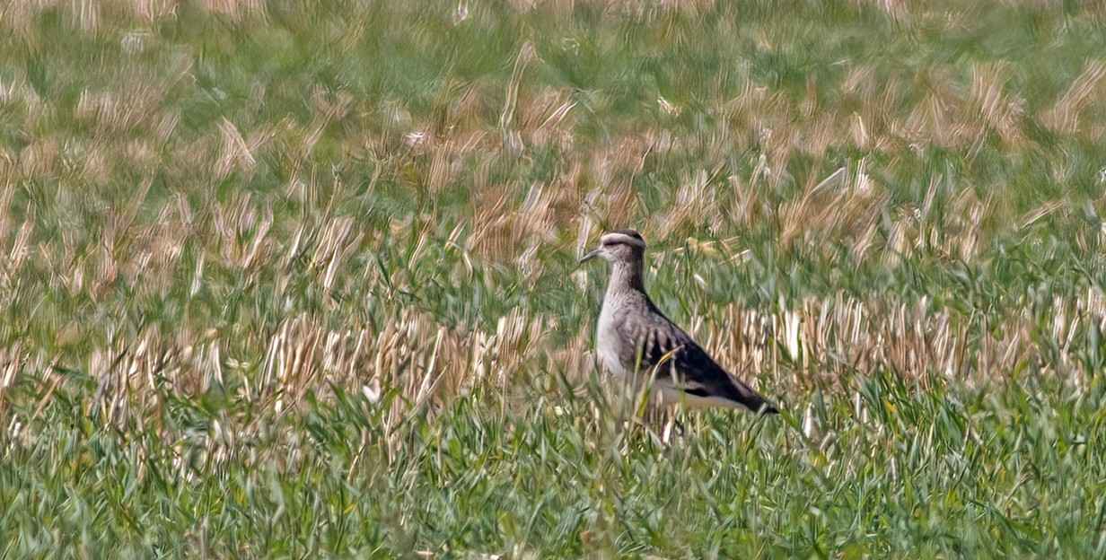 Sociable Lapwing