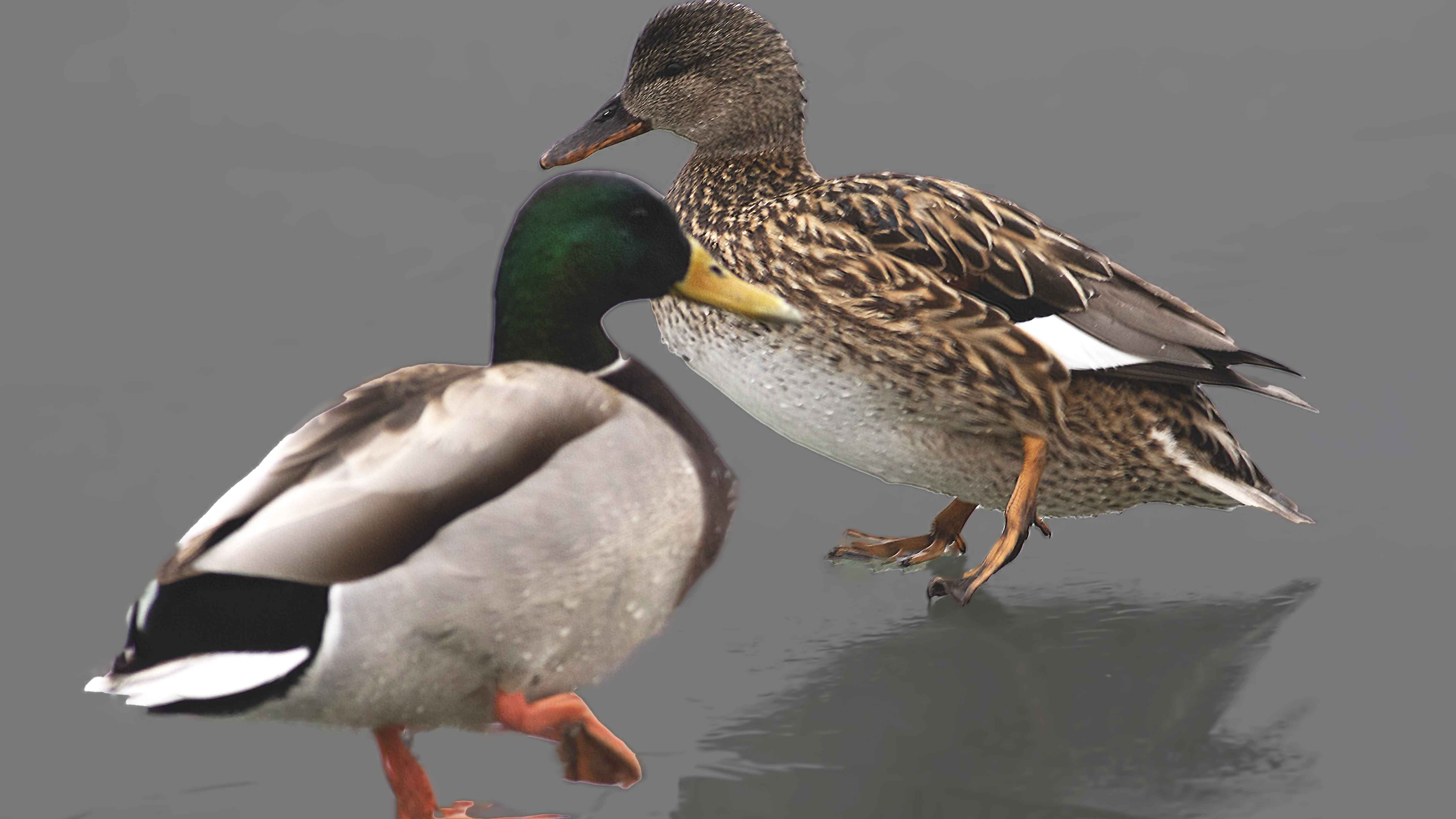 Gadwall
