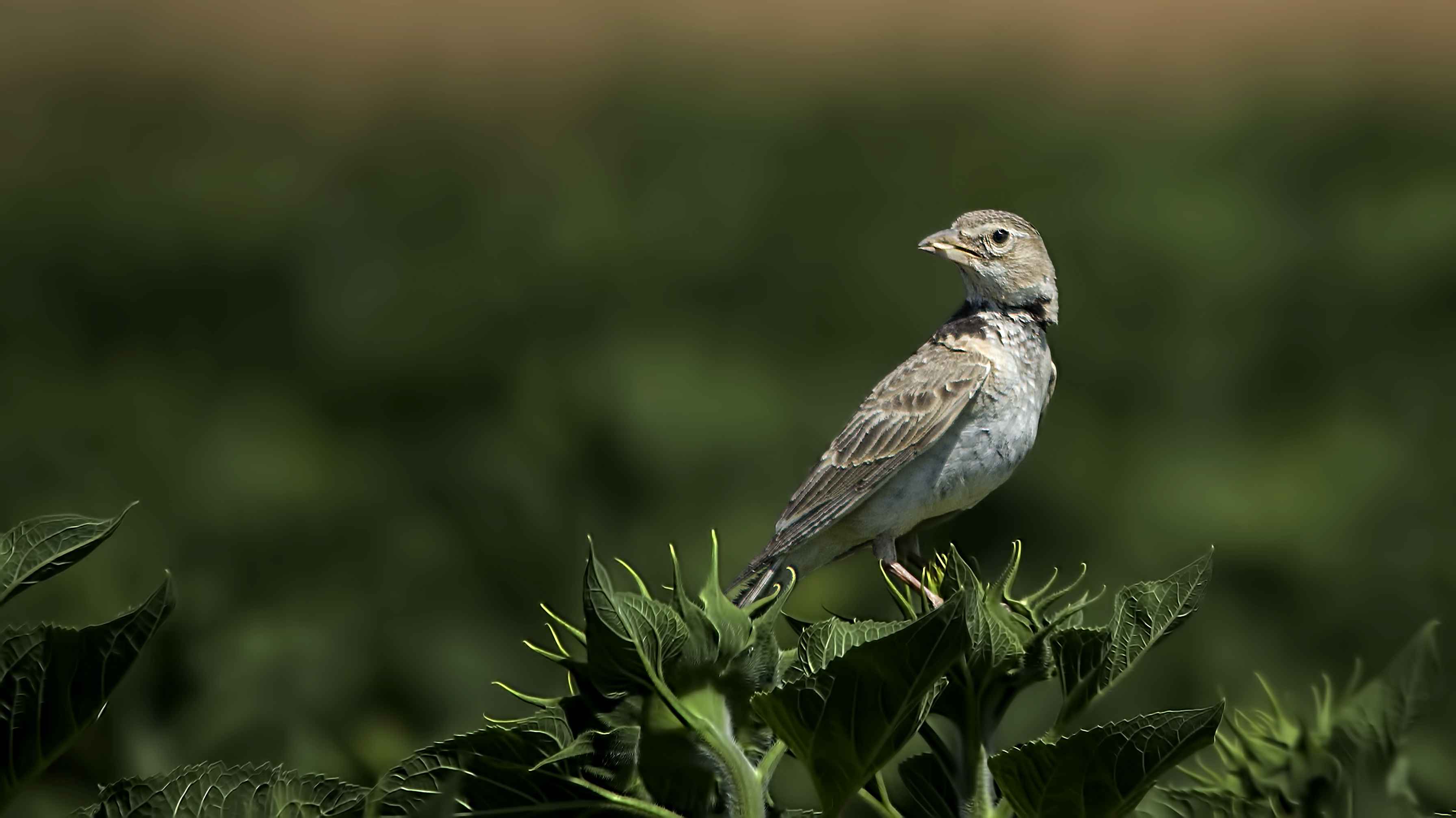 Calandra Lark