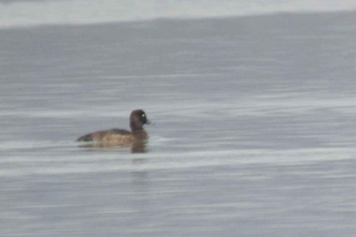 Ferruginous Duck