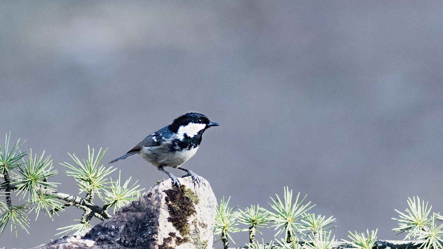 Great Tit