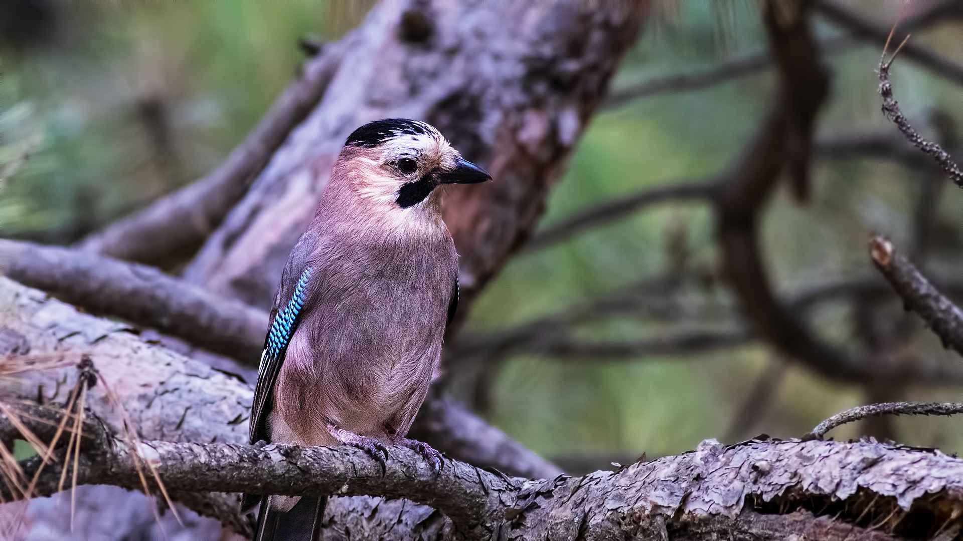 Eurasian Jay
