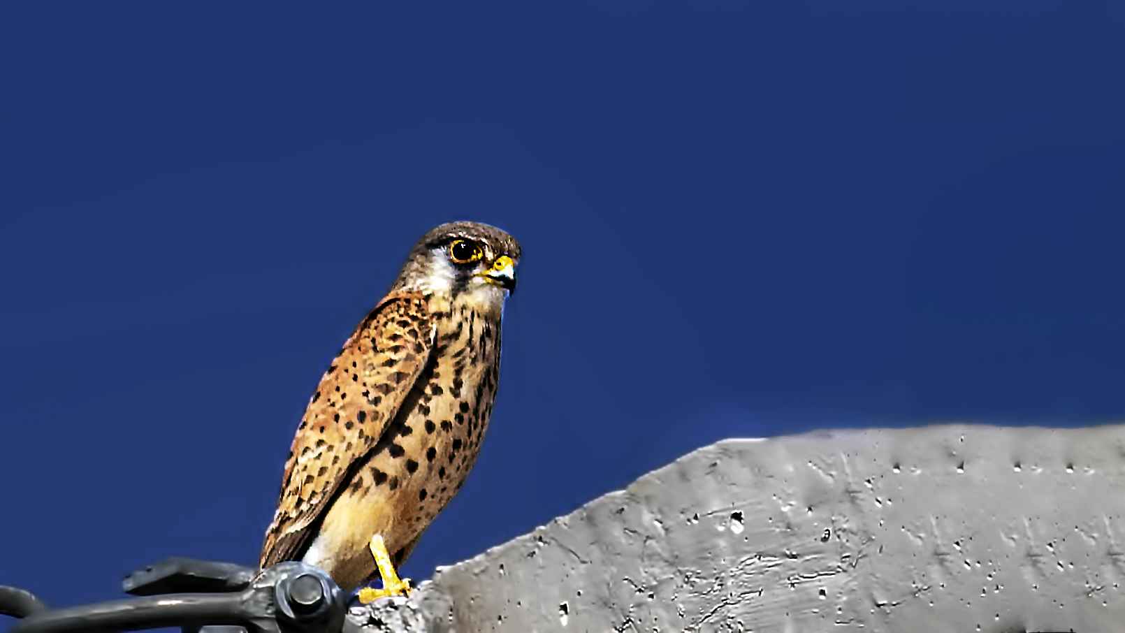 Eurasian Kestrel