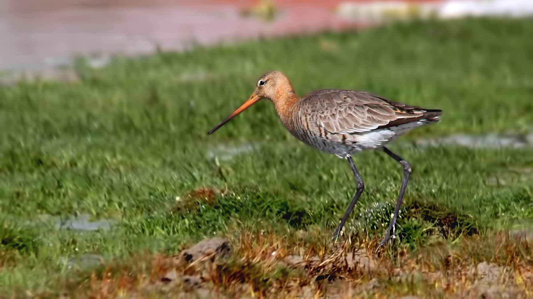 Black-tailed Godwit