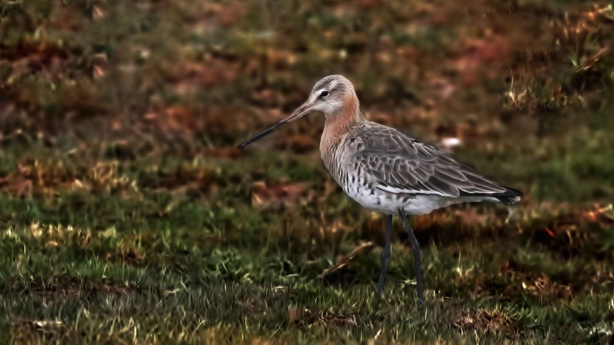 Black-tailed Godwit
