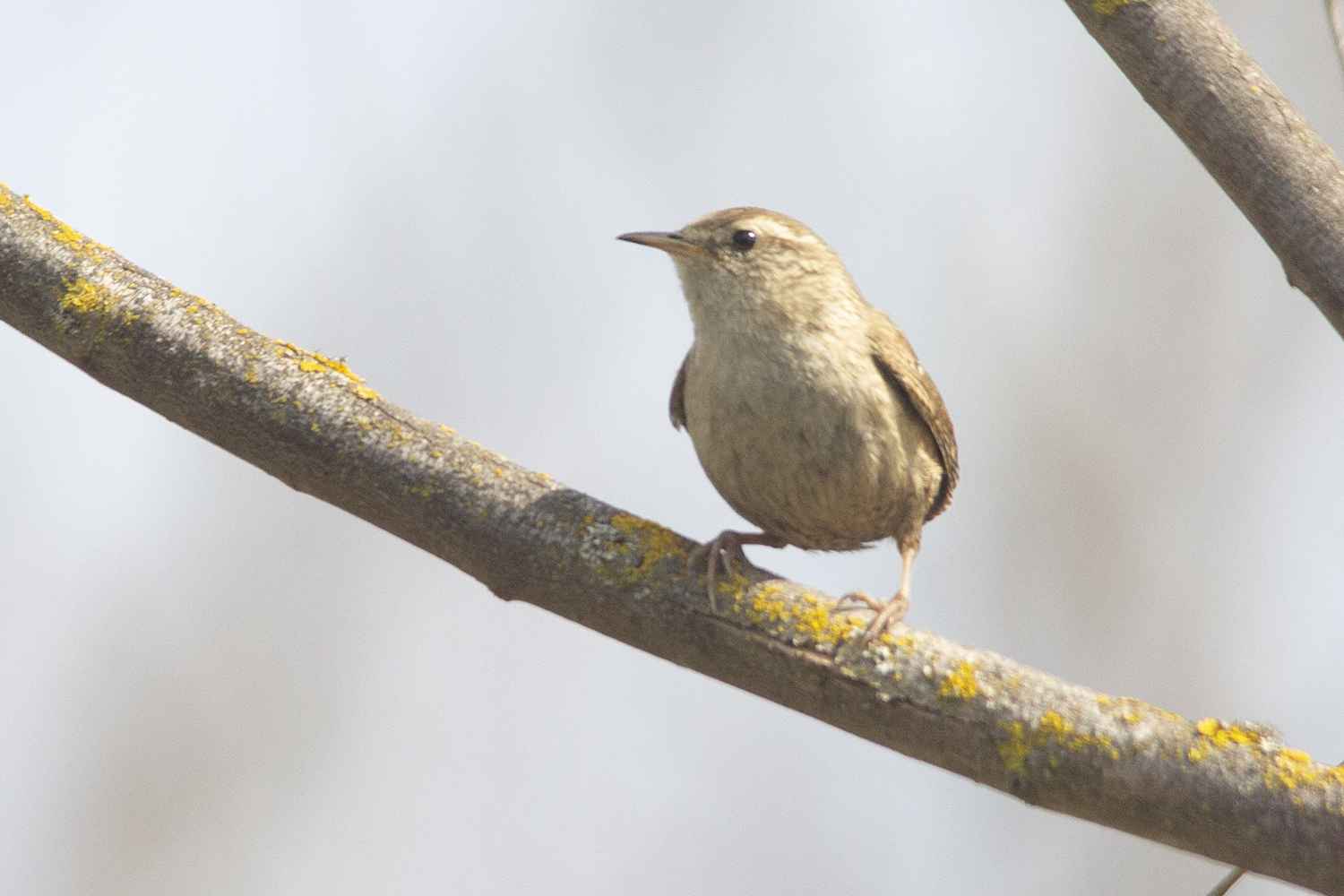 Eurasian Wren