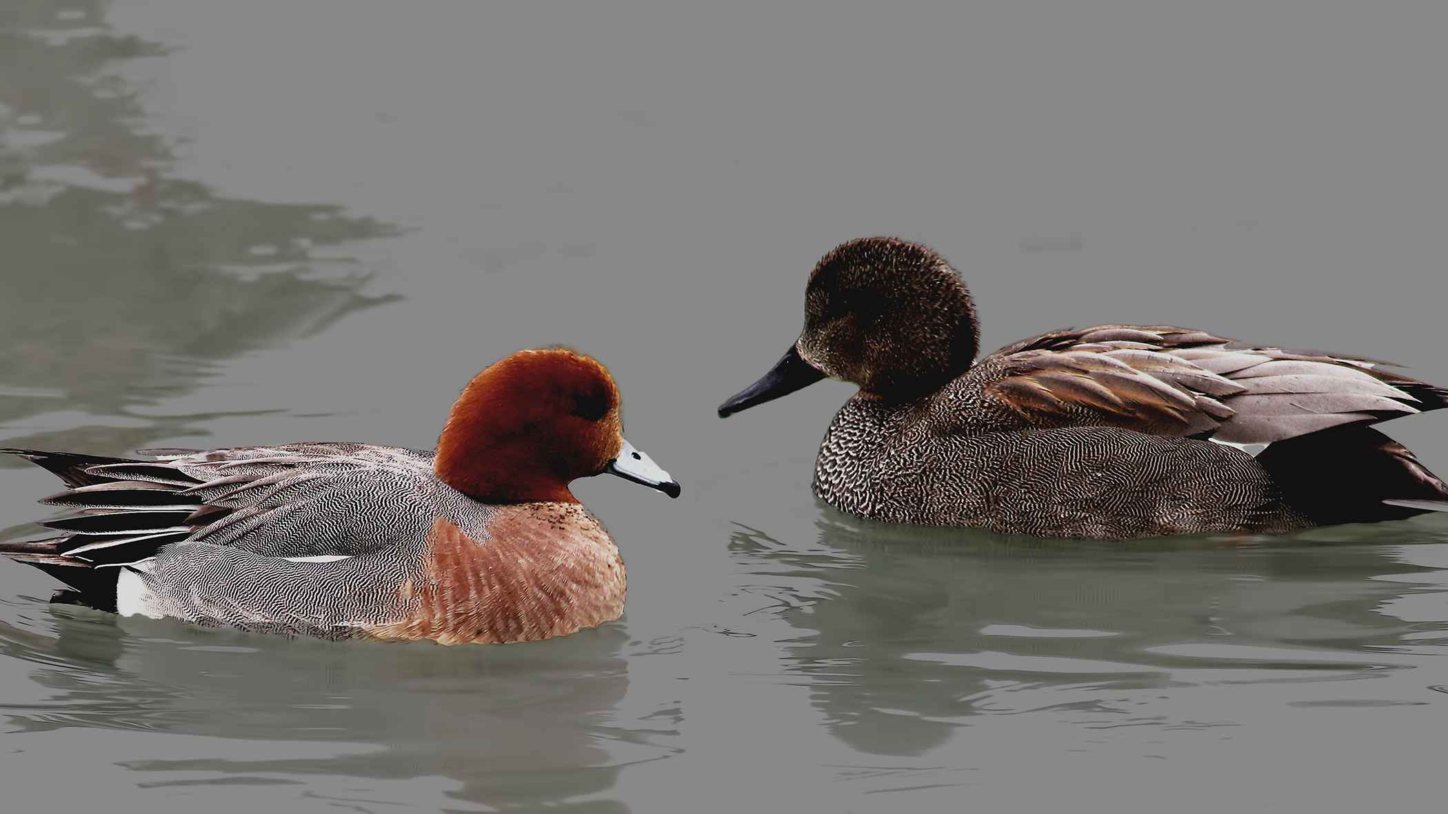 Eurasian Wigeon