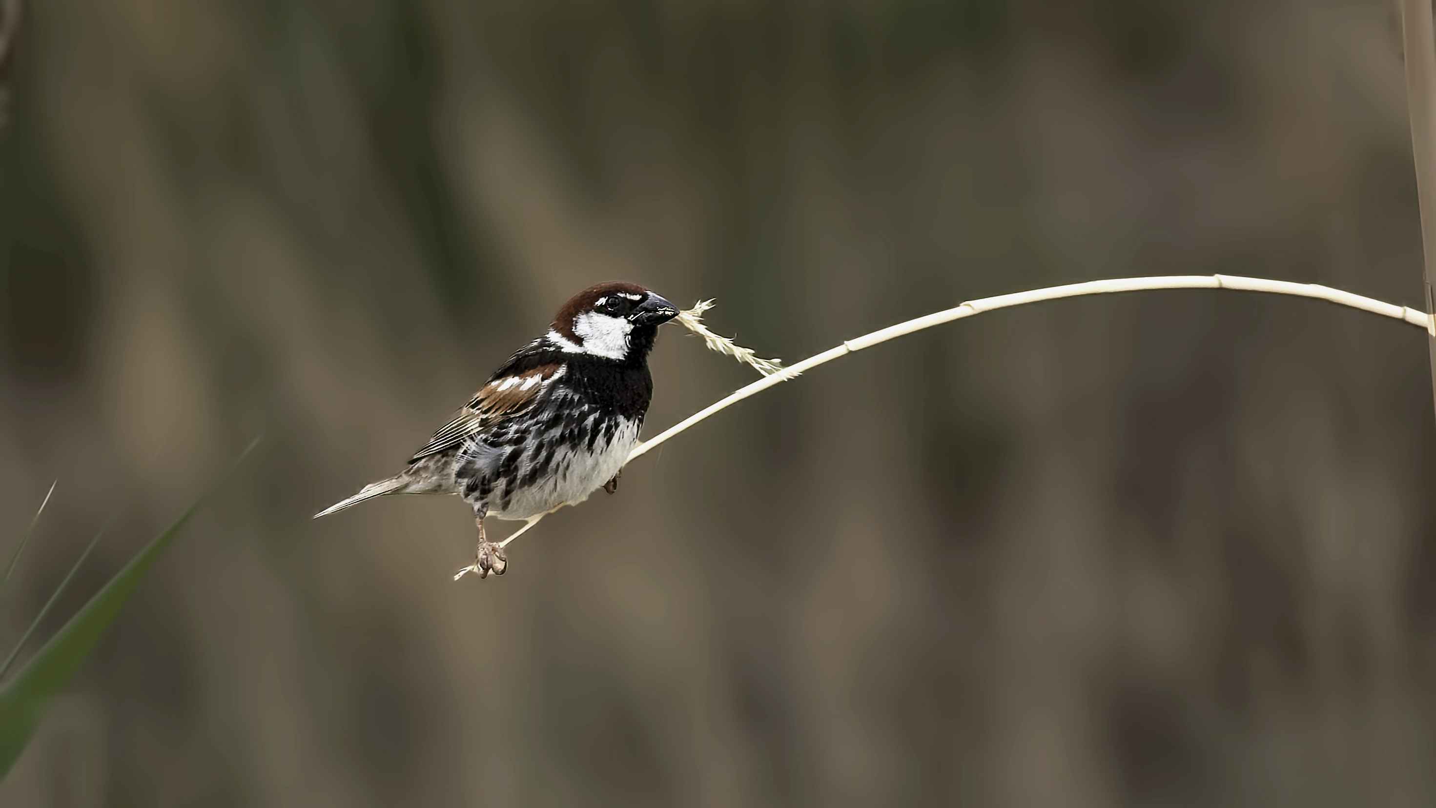 Spanish Sparrow