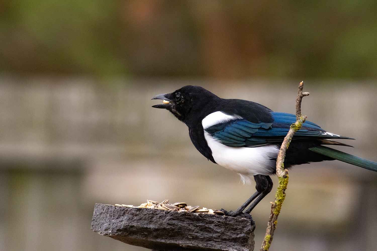Eurasian Magpie