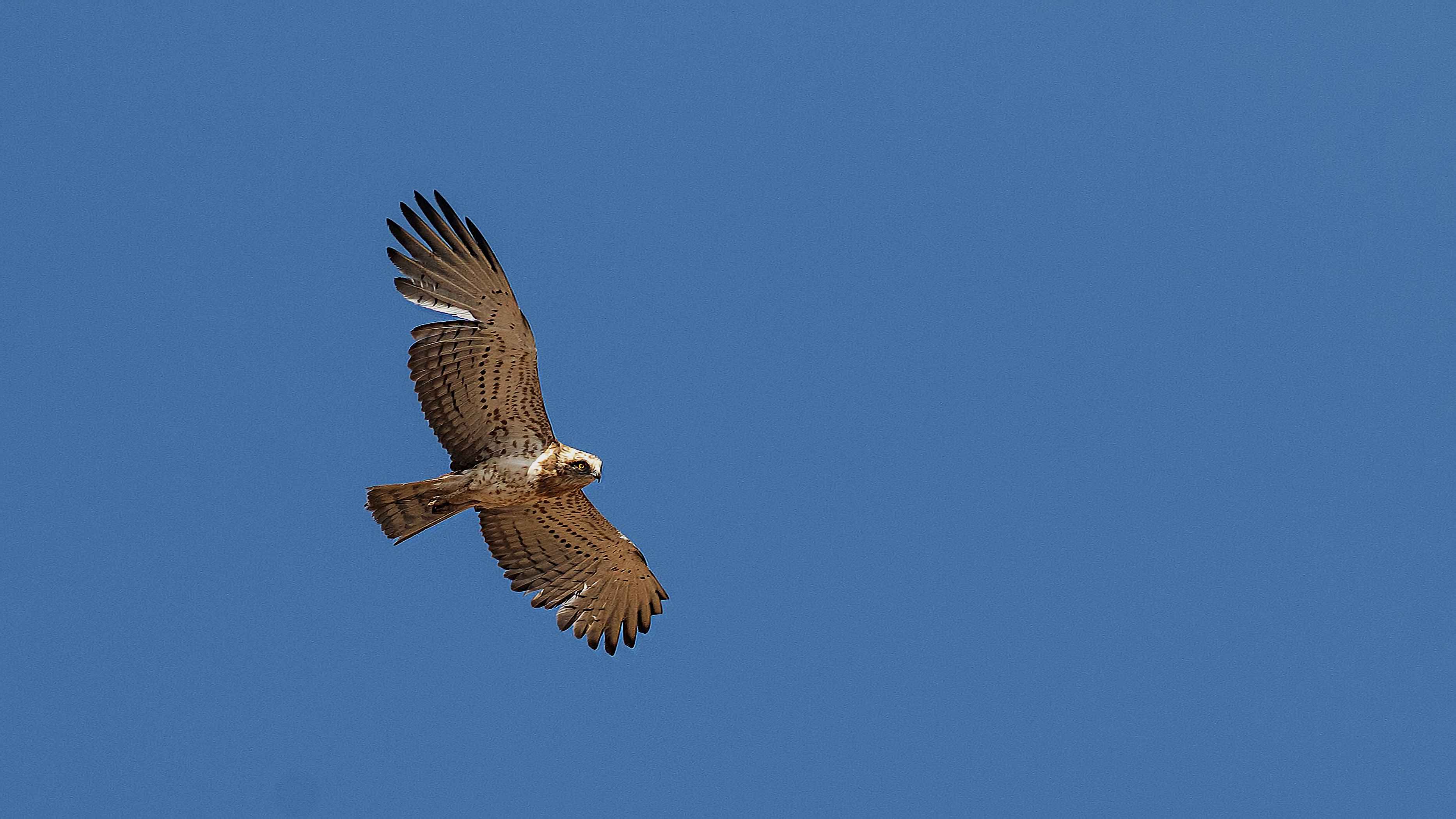 Yılan kartalı