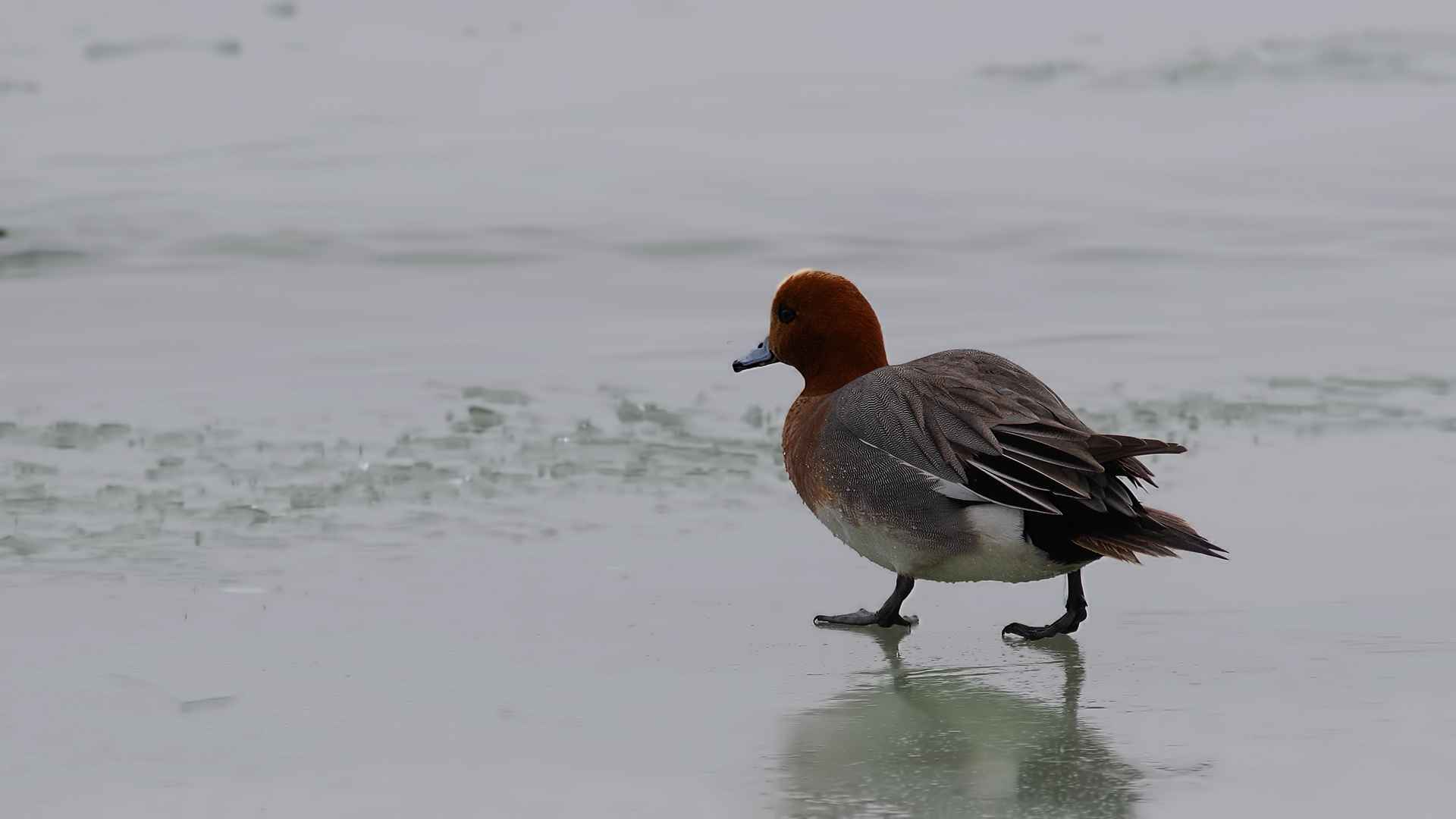 Eurasian Wigeon