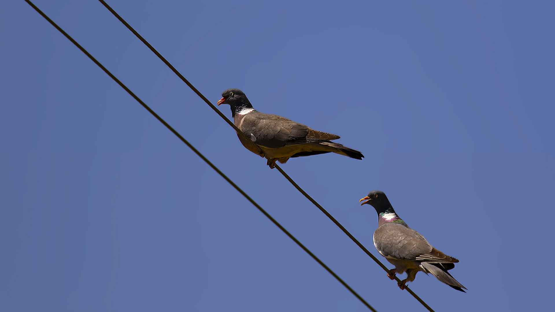 Common Wood-Pigeon