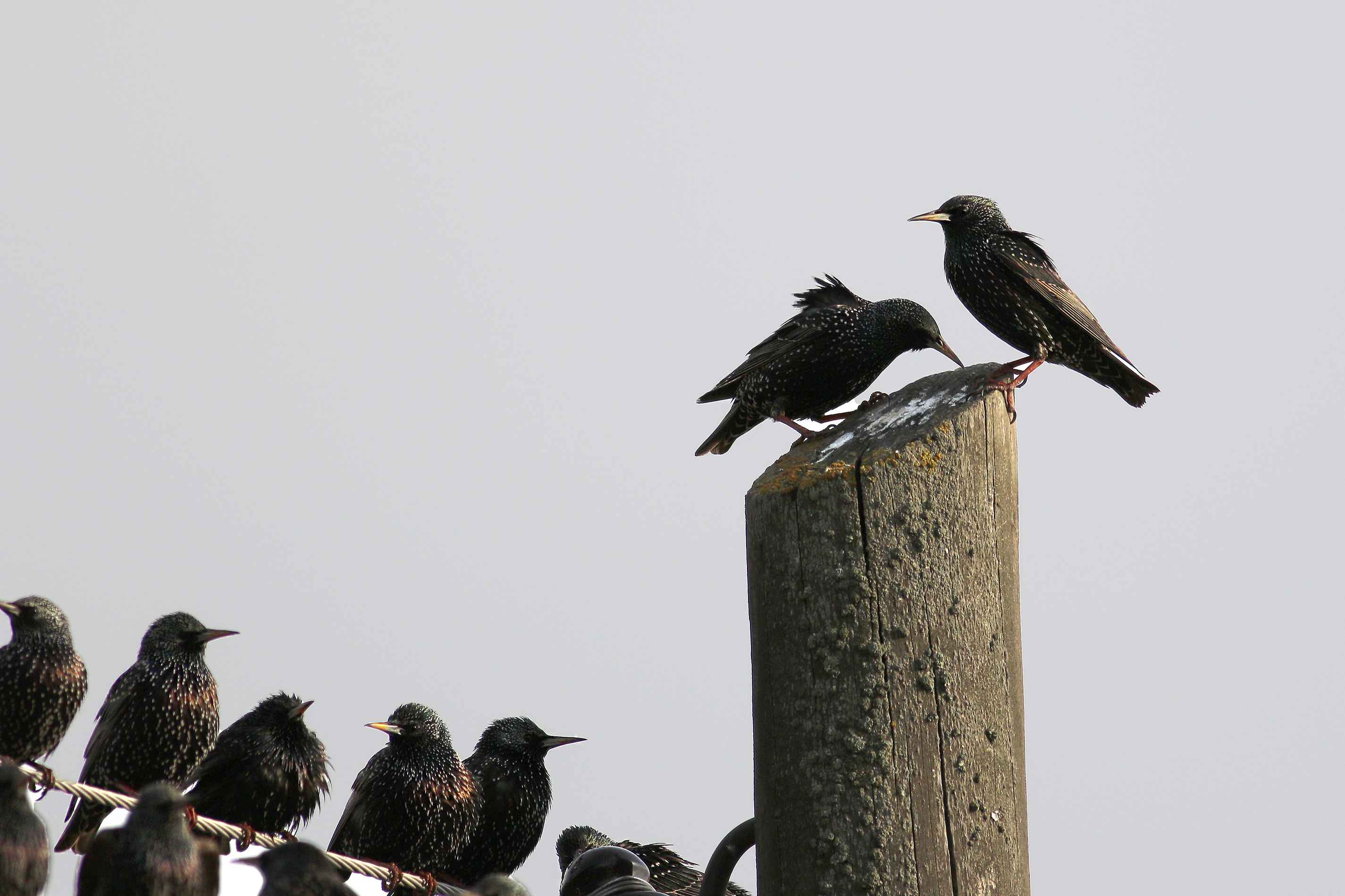 European Starling