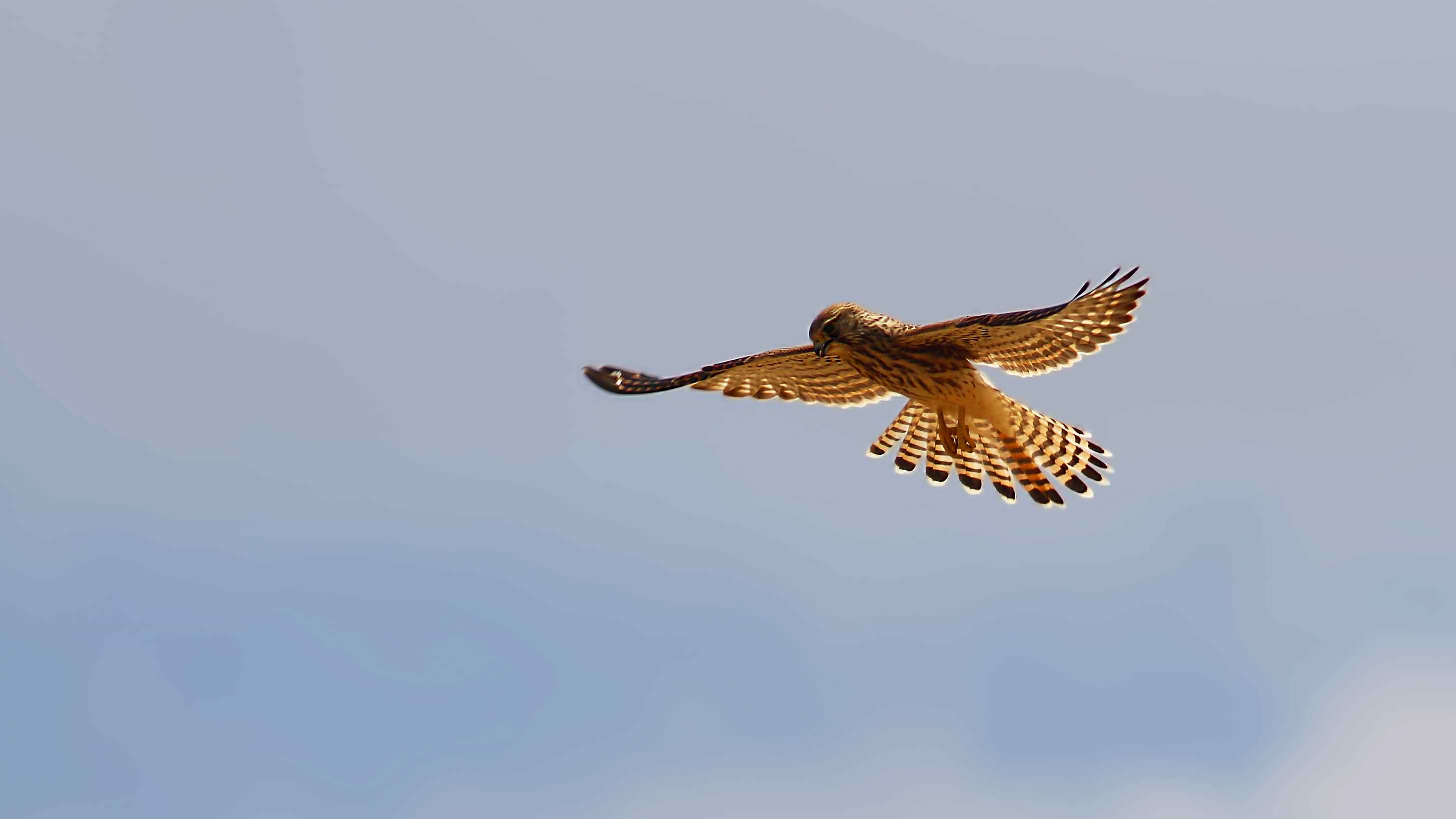 Eurasian Kestrel