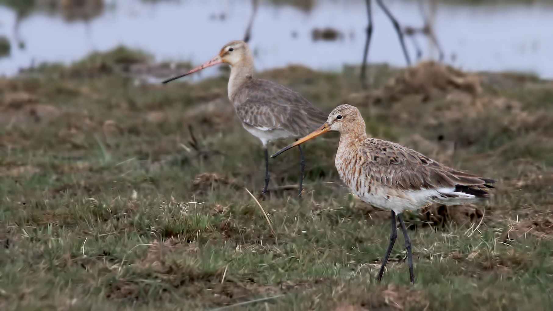 Black-tailed Godwit