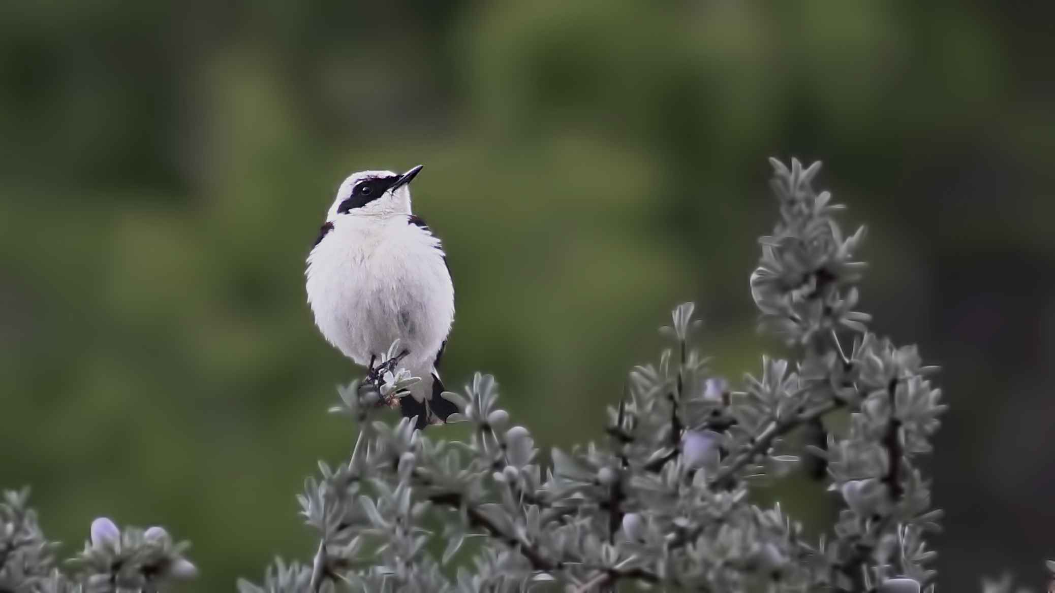 Karakulaklı kuyrukkakan