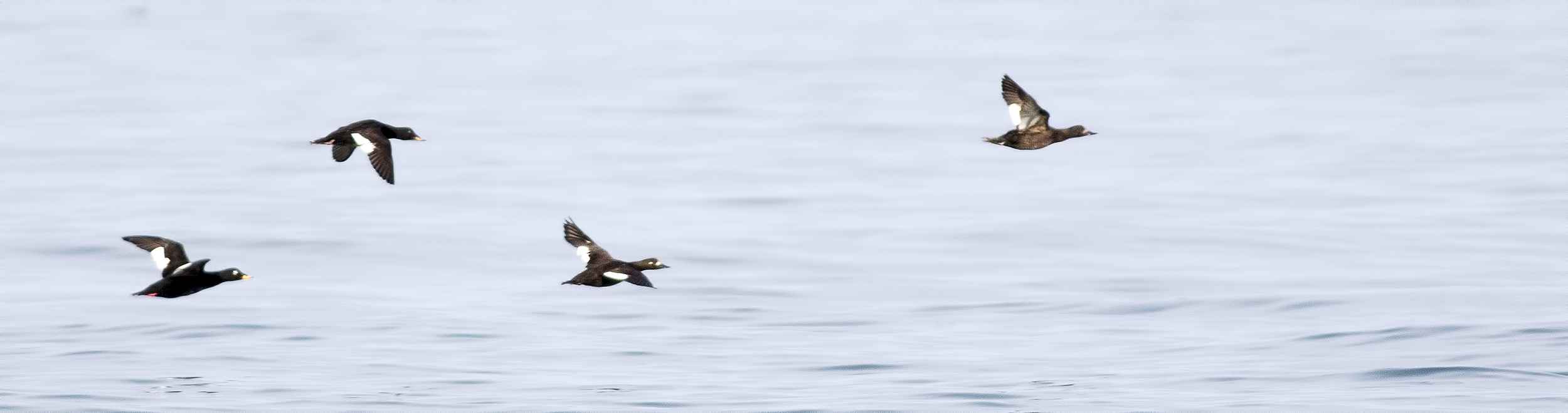 Velvet Scoter