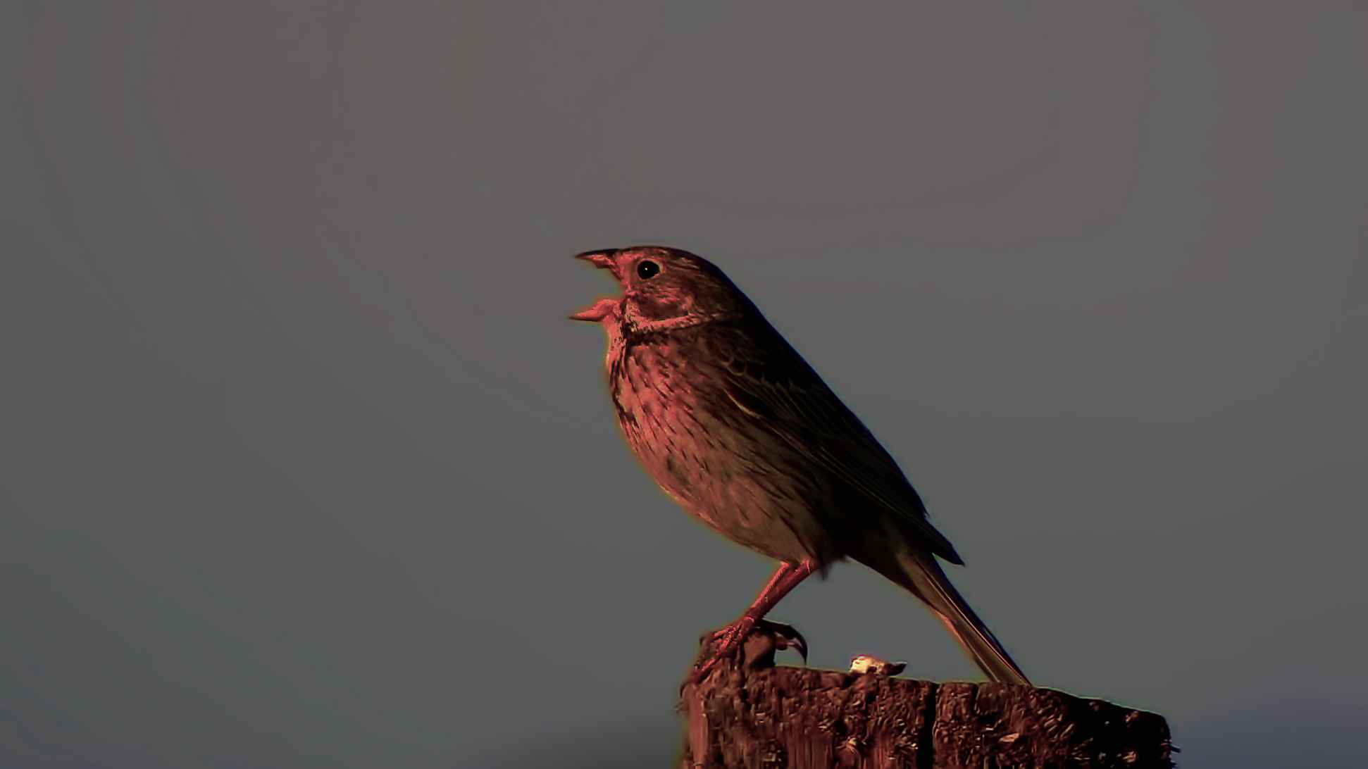 Corn Bunting