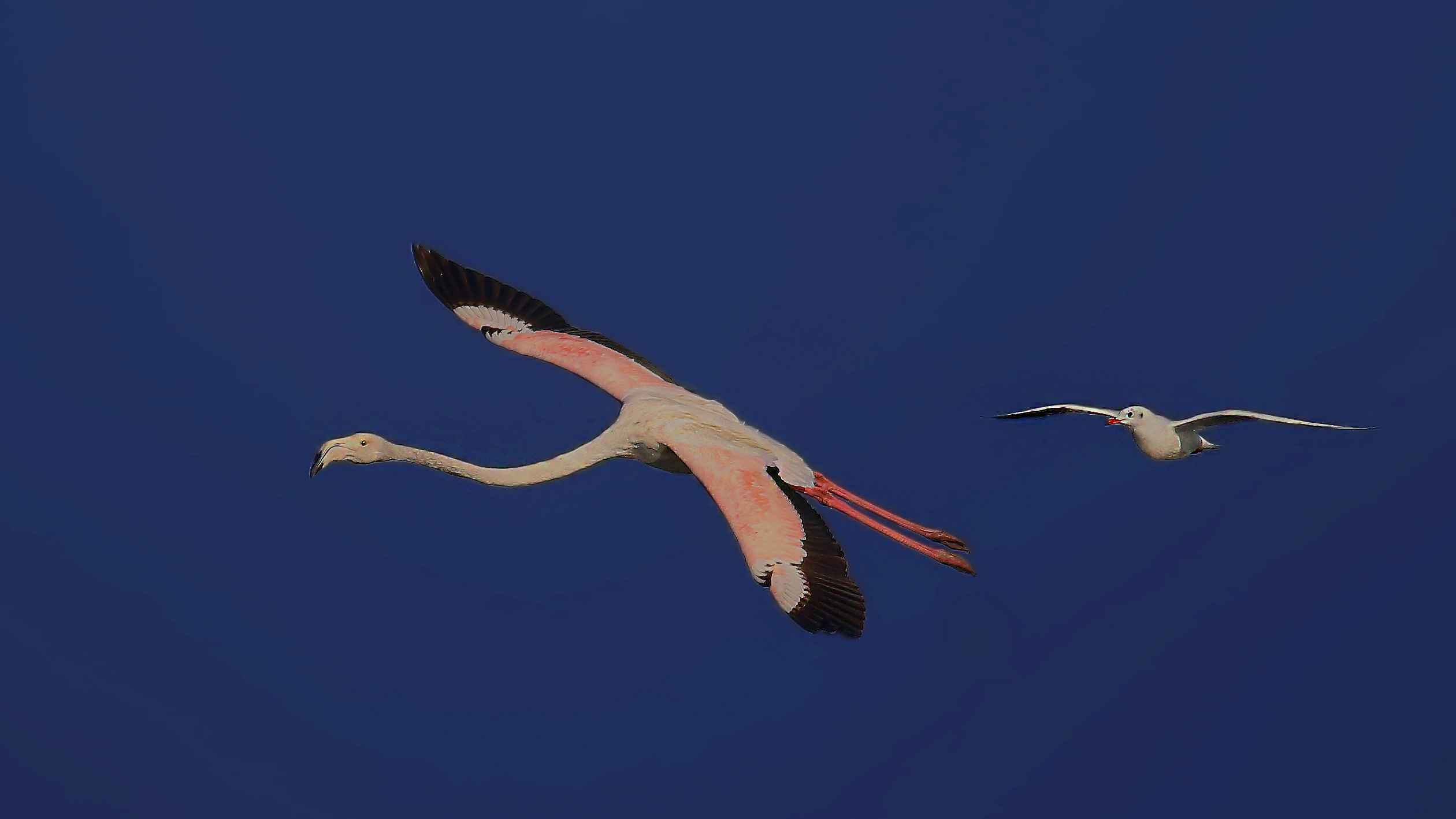 Flamingo