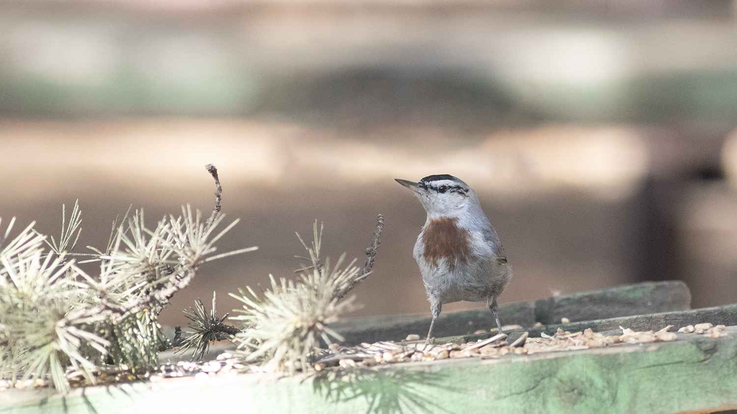 Krüper's Nuthatch