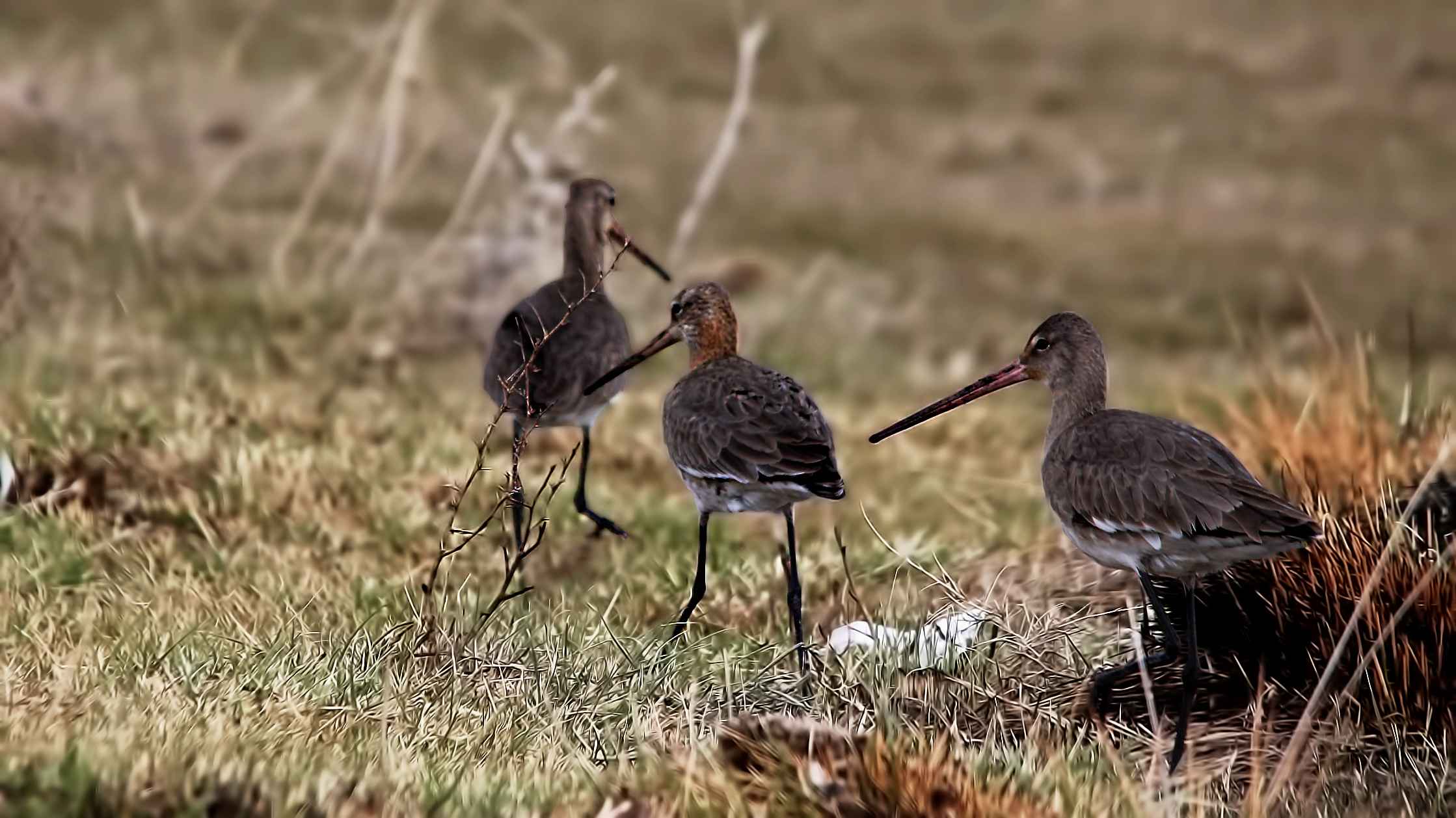 Black-tailed Godwit