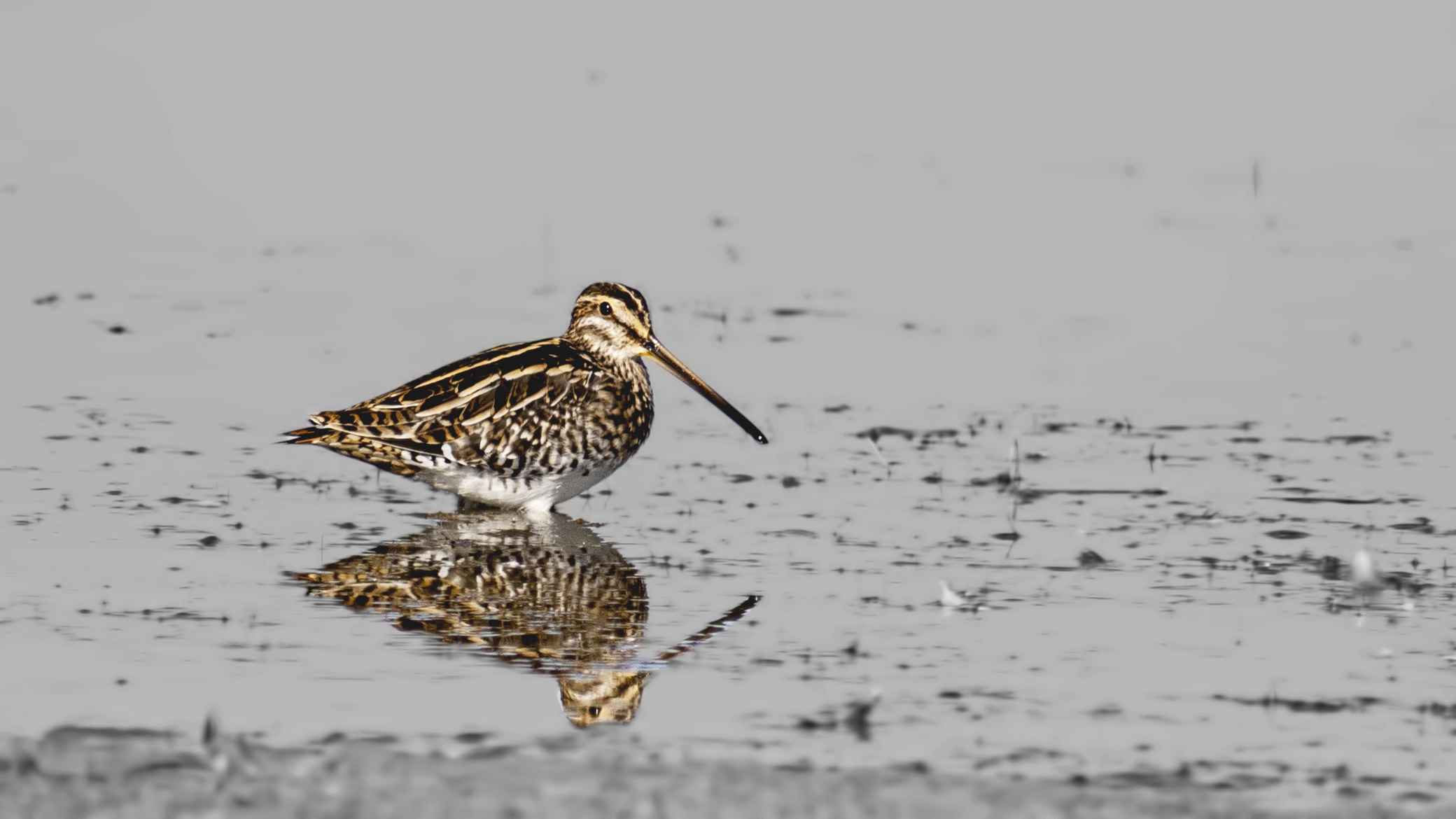 Common Snipe