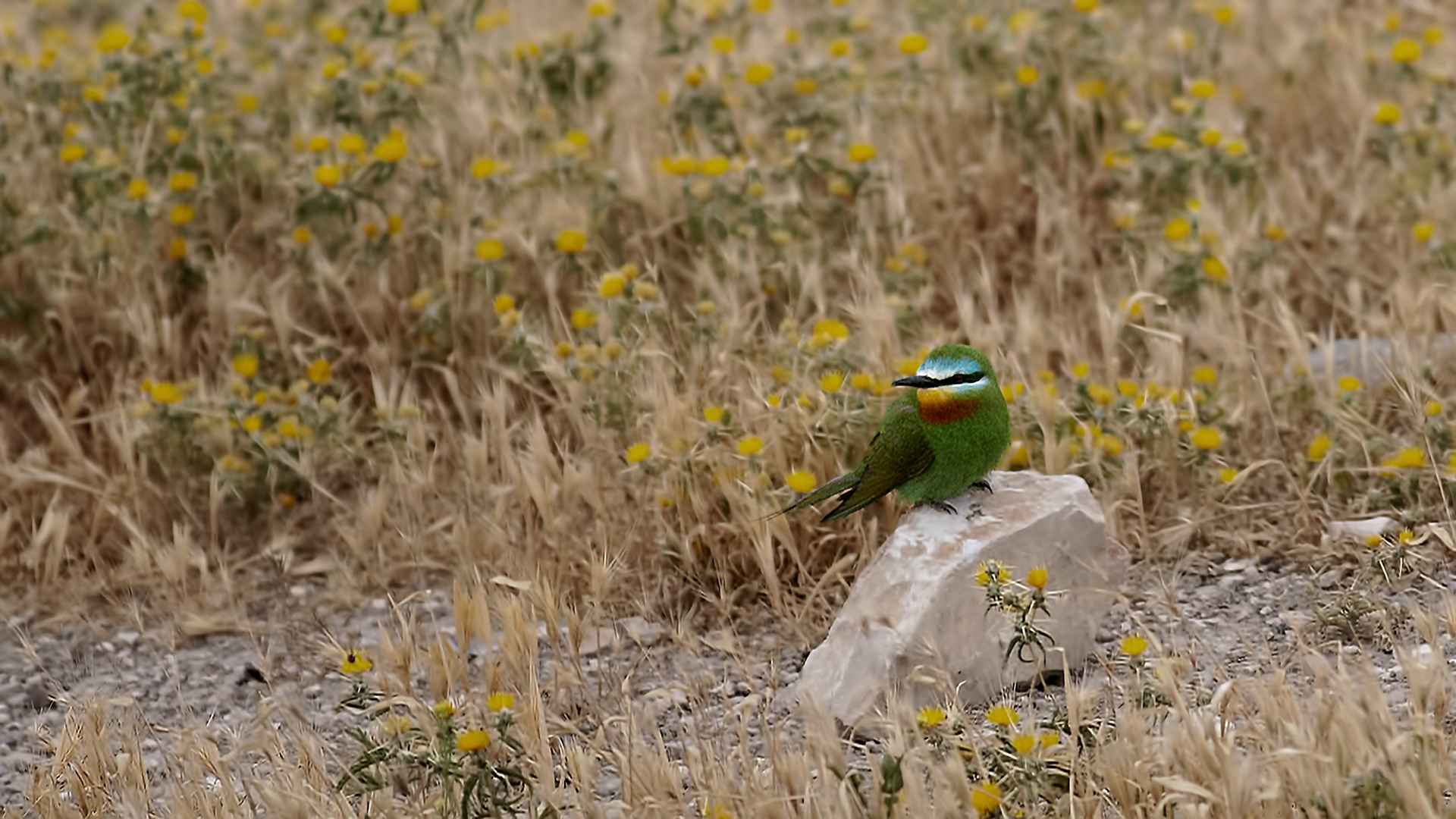 Blue-cheeked Bee-eater