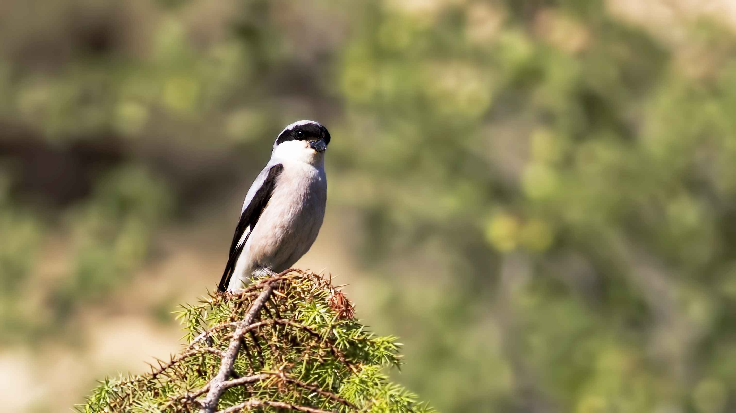 Lesser Gray Shrike