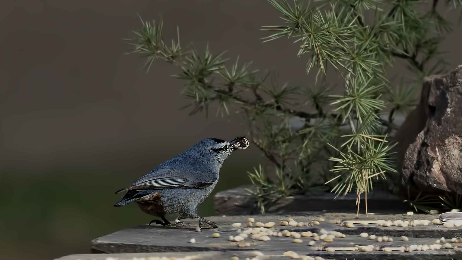 Krüper's Nuthatch